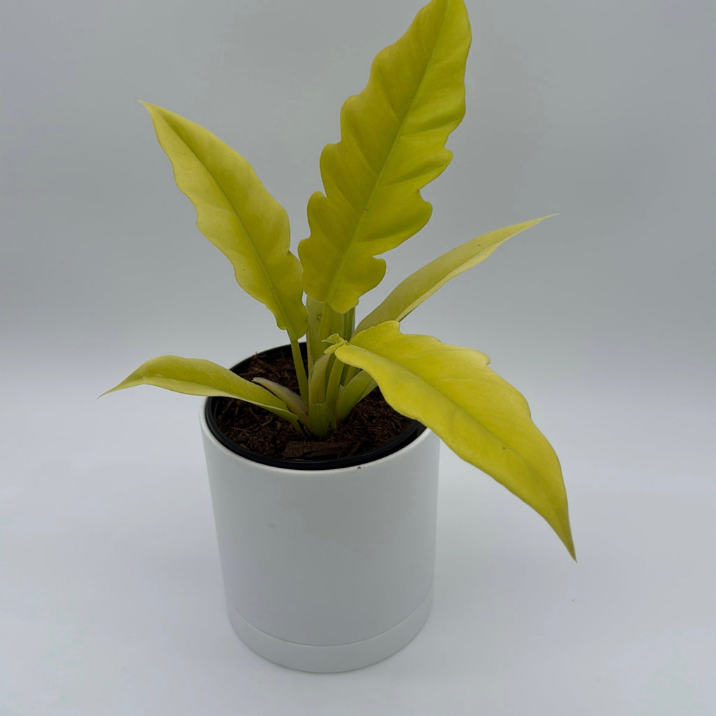 Philodendron Golden Cocodrile