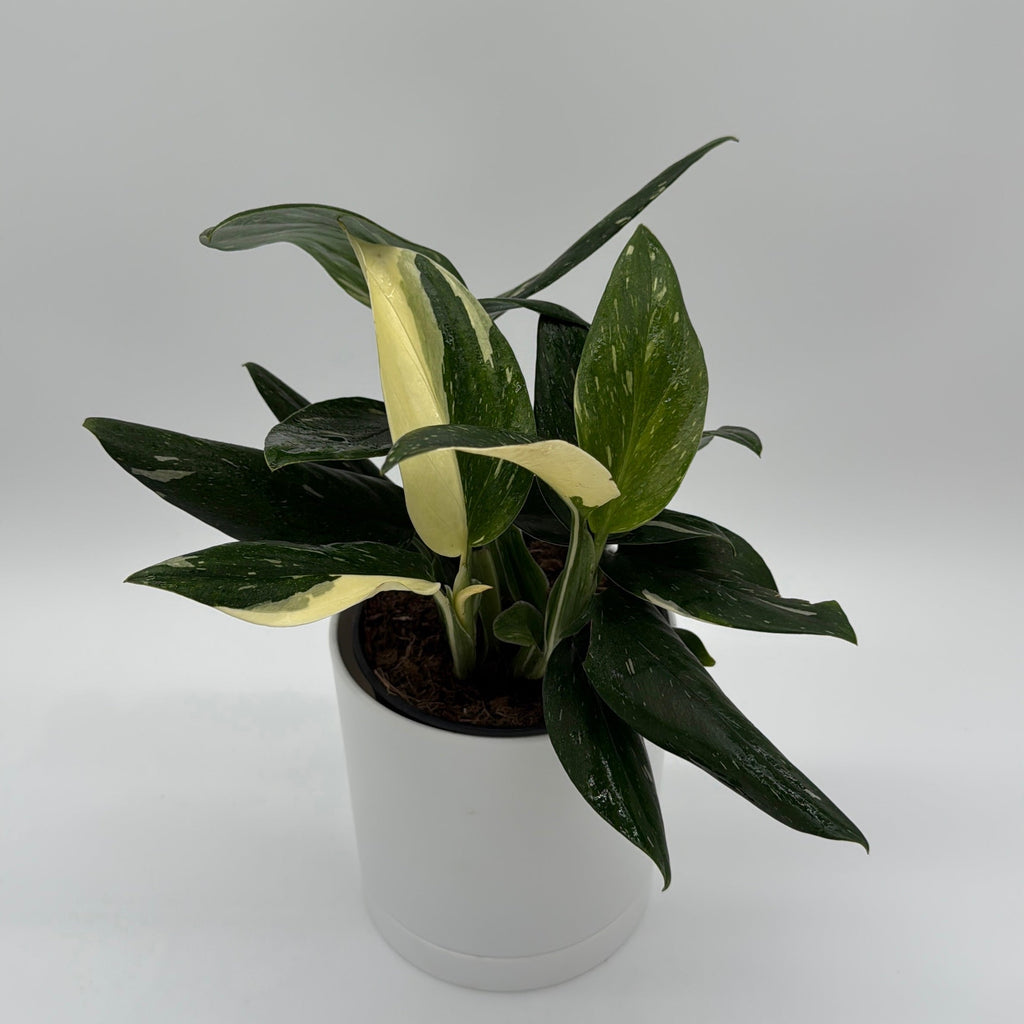 Variegated Monstera Cobra Albo
