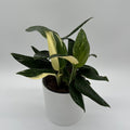 Variegated Monstera Cobra Albo
