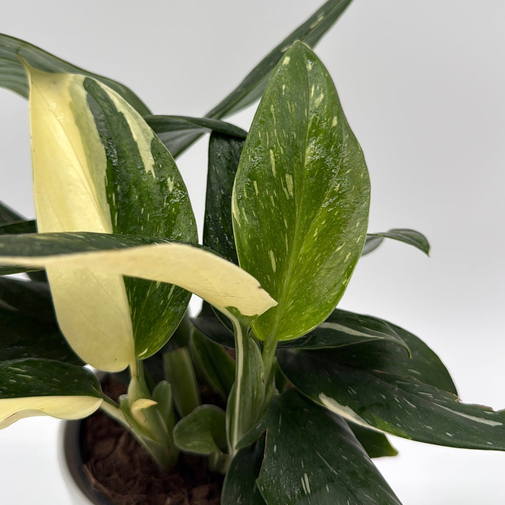 Variegated Monstera Cobra Albo