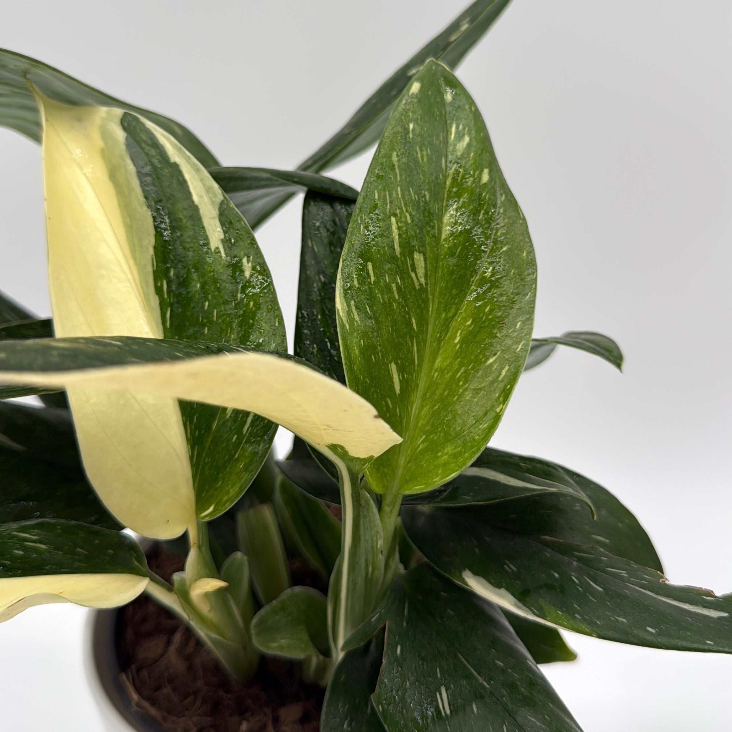 Variegated Monstera Cobra Albo