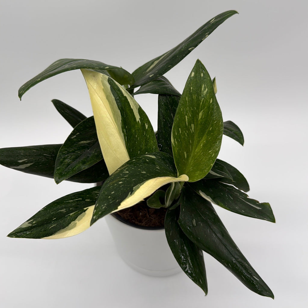 Variegated Monstera Cobra Albo