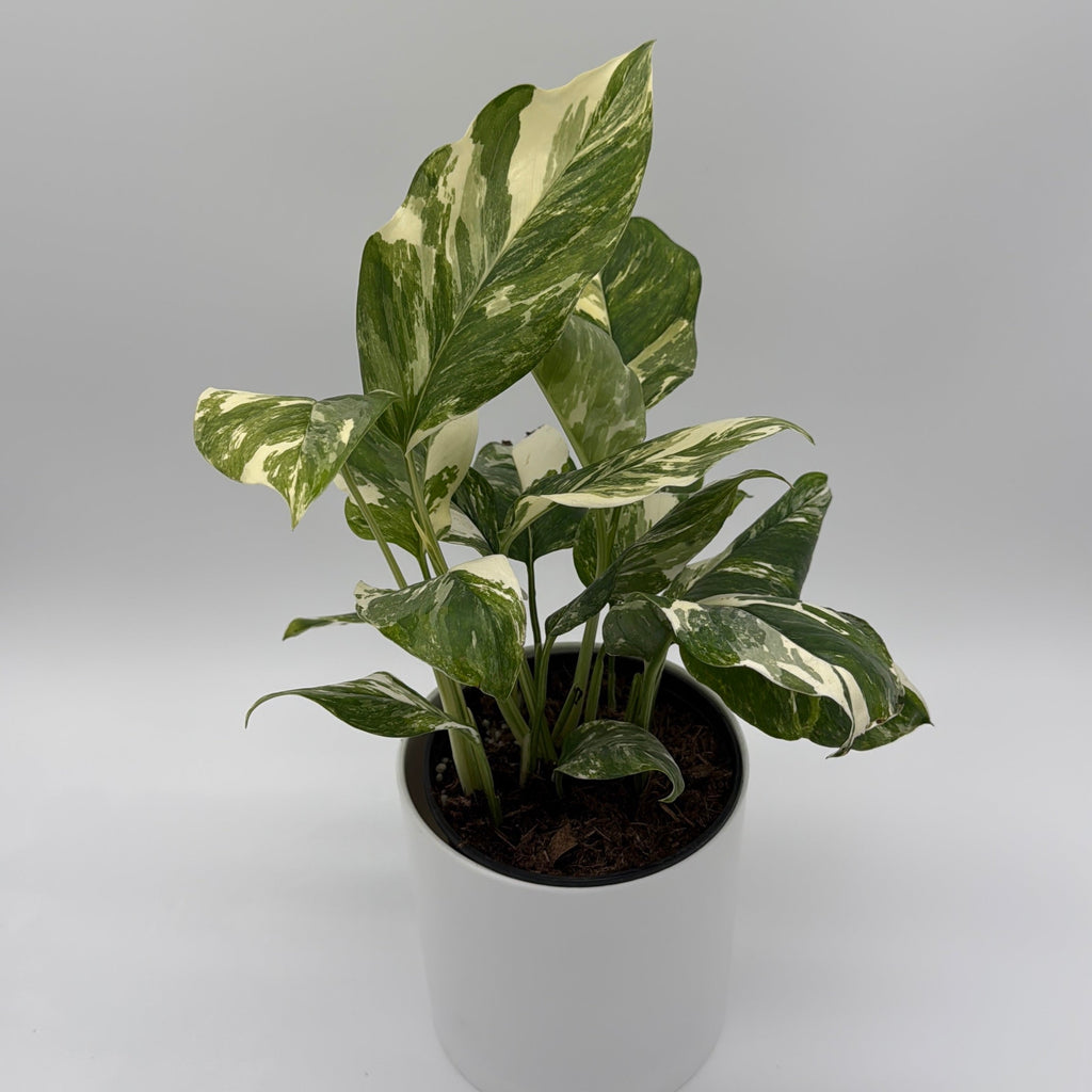 Variegated Monstera Lechleriana