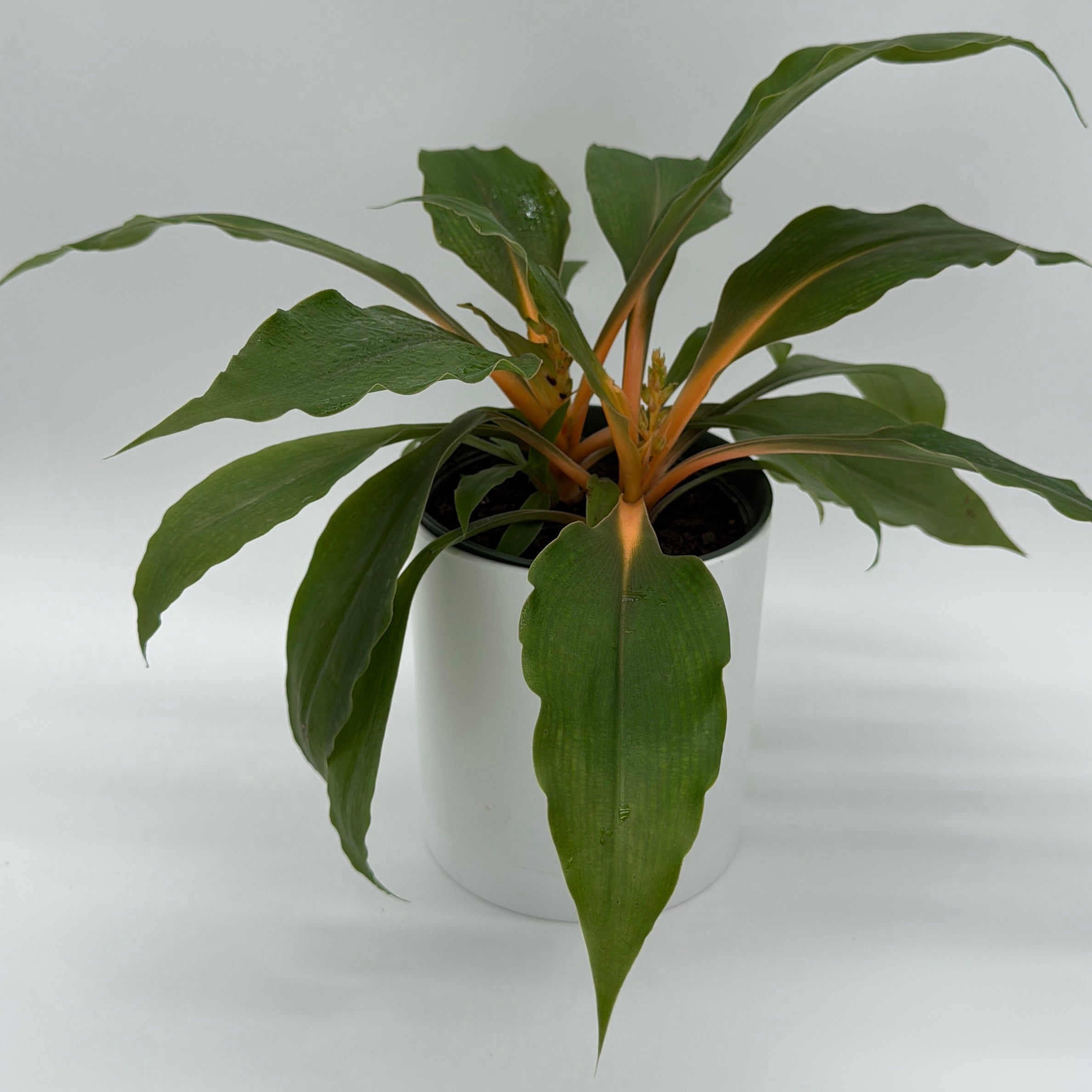 Chlorophytum 'Mandarin' (Fire Flash Spider Plant)