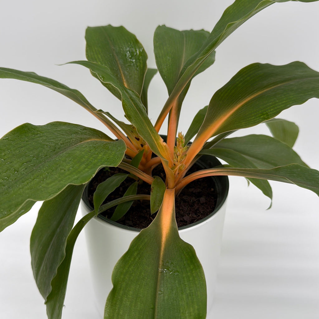 Chlorophytum 'Mandarin' (Fire Flash Spider Plant)