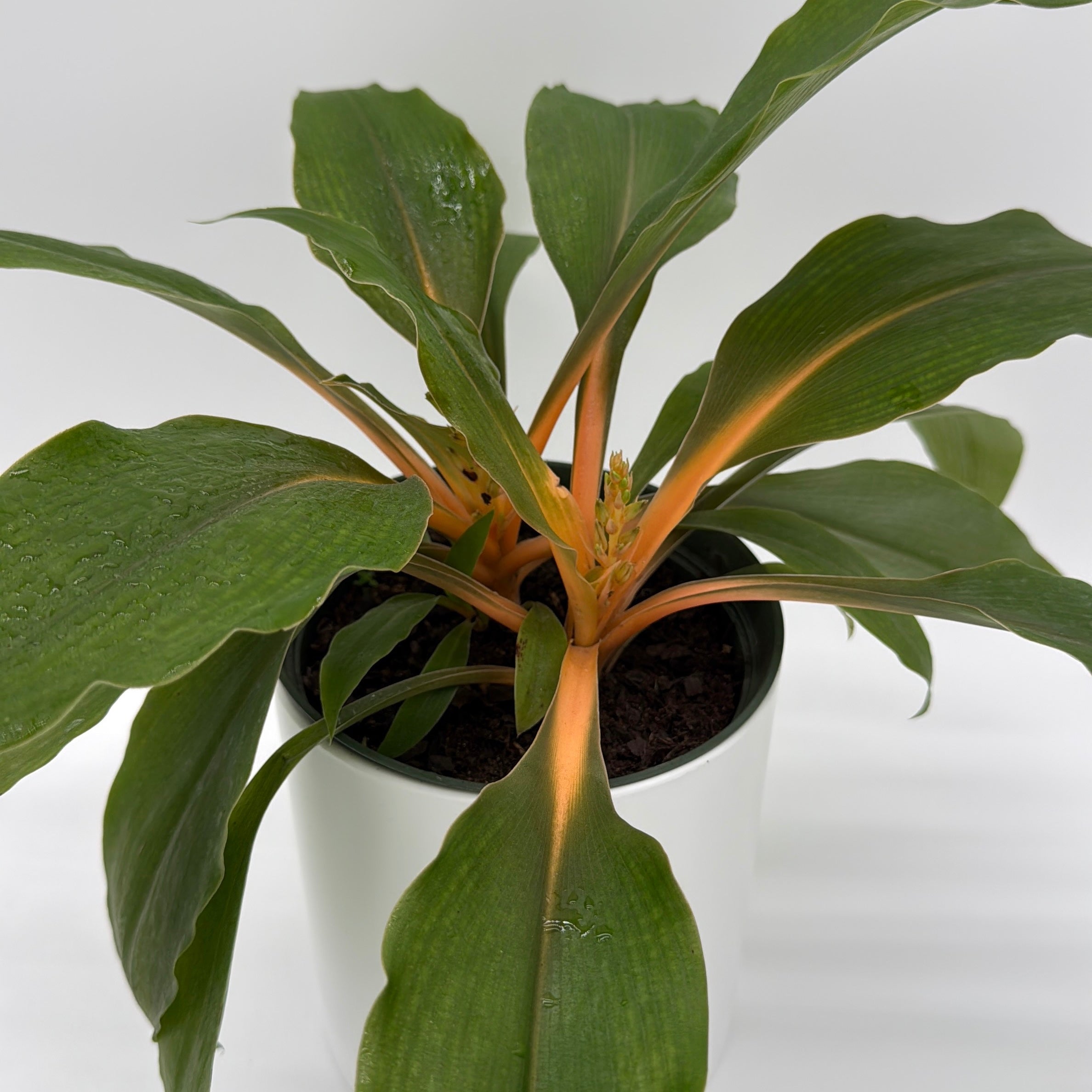 Chlorophytum 'Mandarin' (Fire Flash Spider Plant)