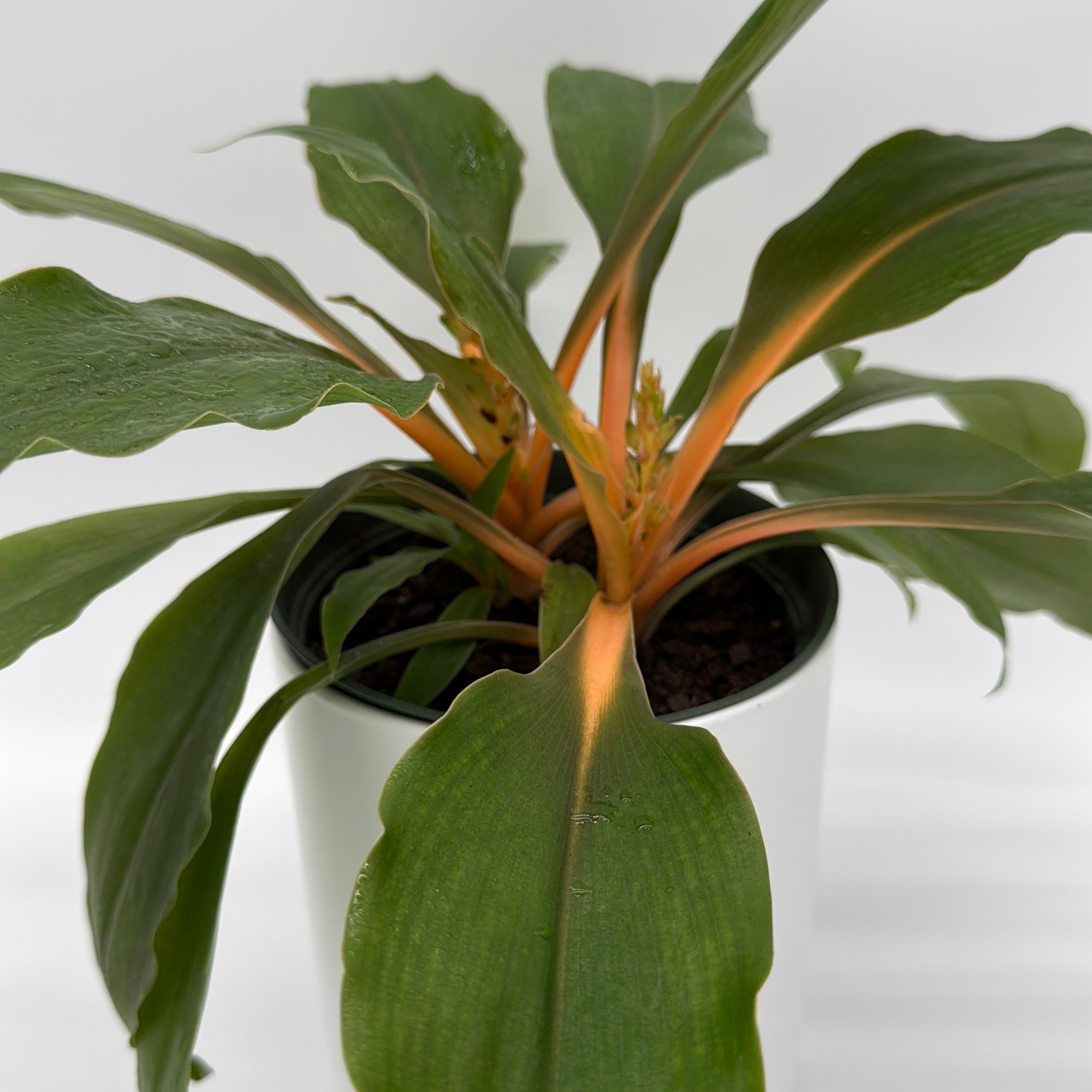 Chlorophytum 'Mandarin' (Fire Flash Spider Plant)