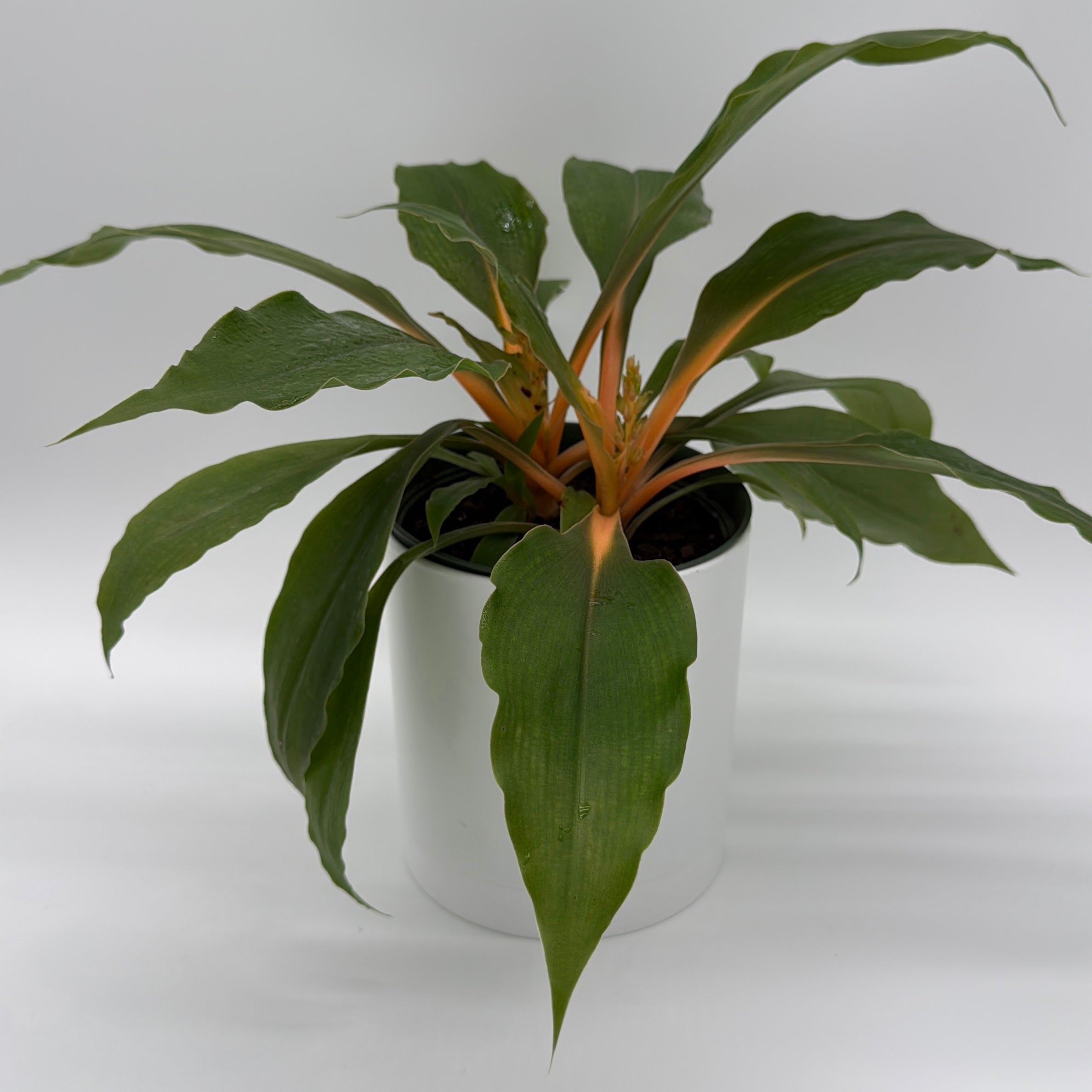 Chlorophytum 'Mandarin' (Fire Flash Spider Plant)