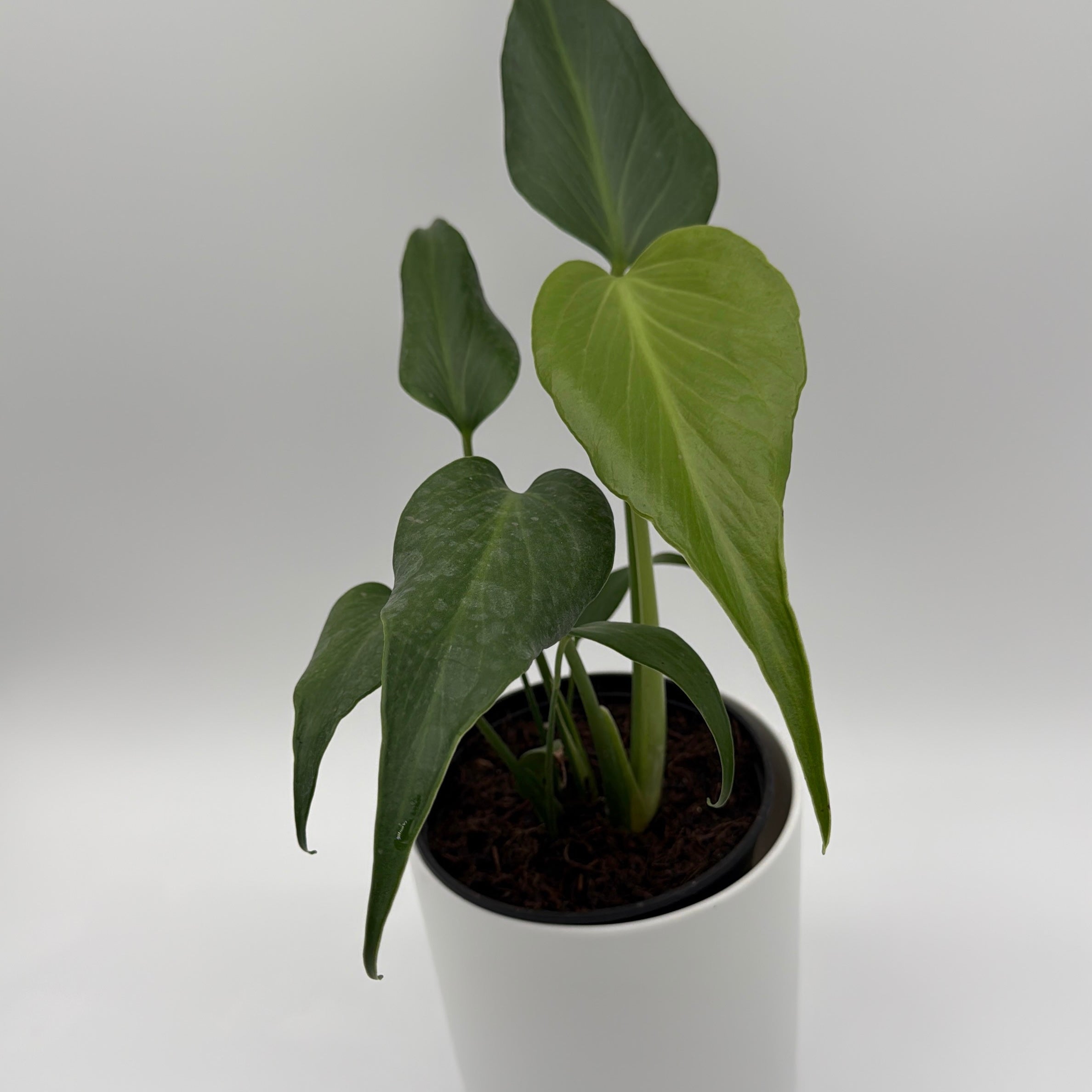 Monstera Burle Marx Flame