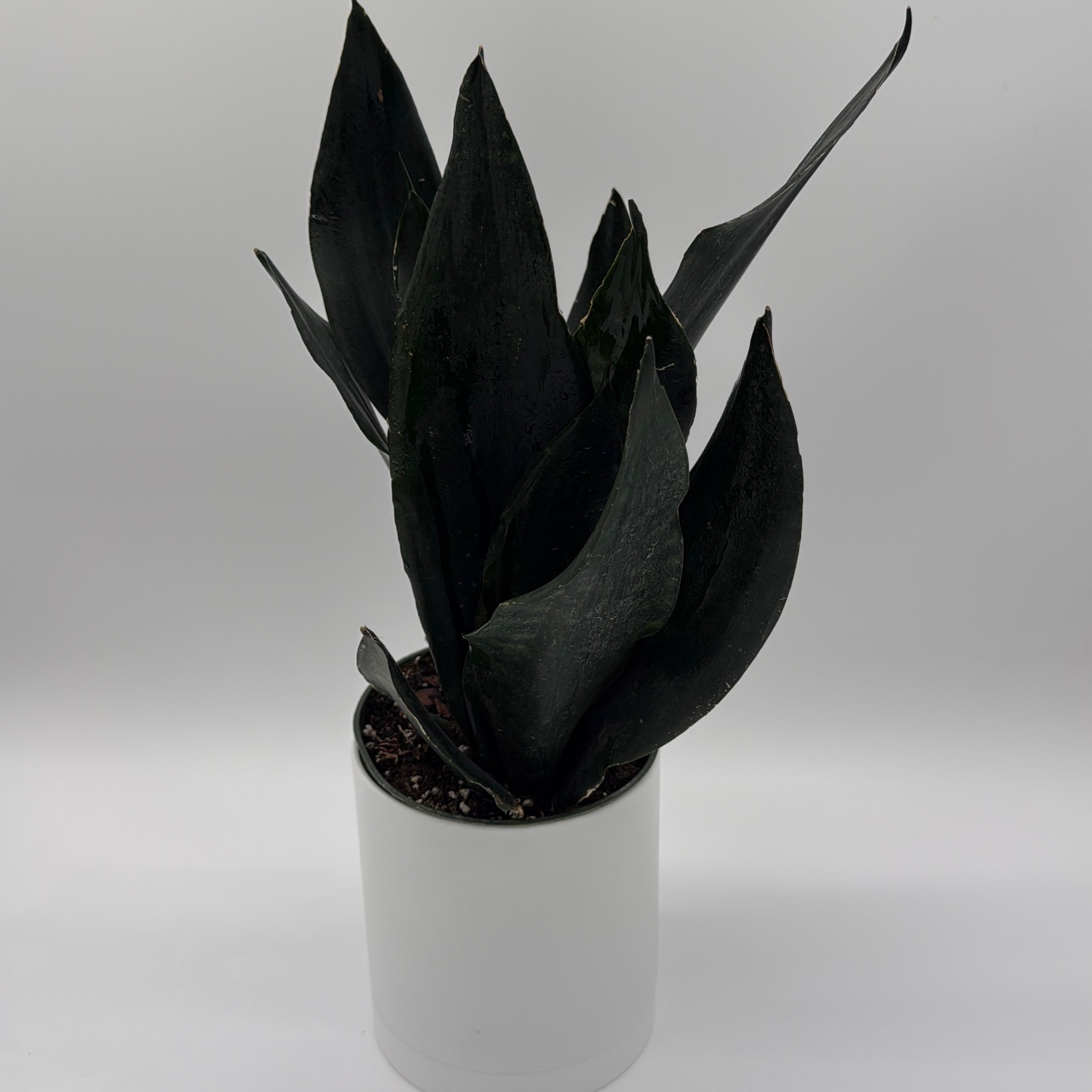 Sansevieria 'Black Dragon'