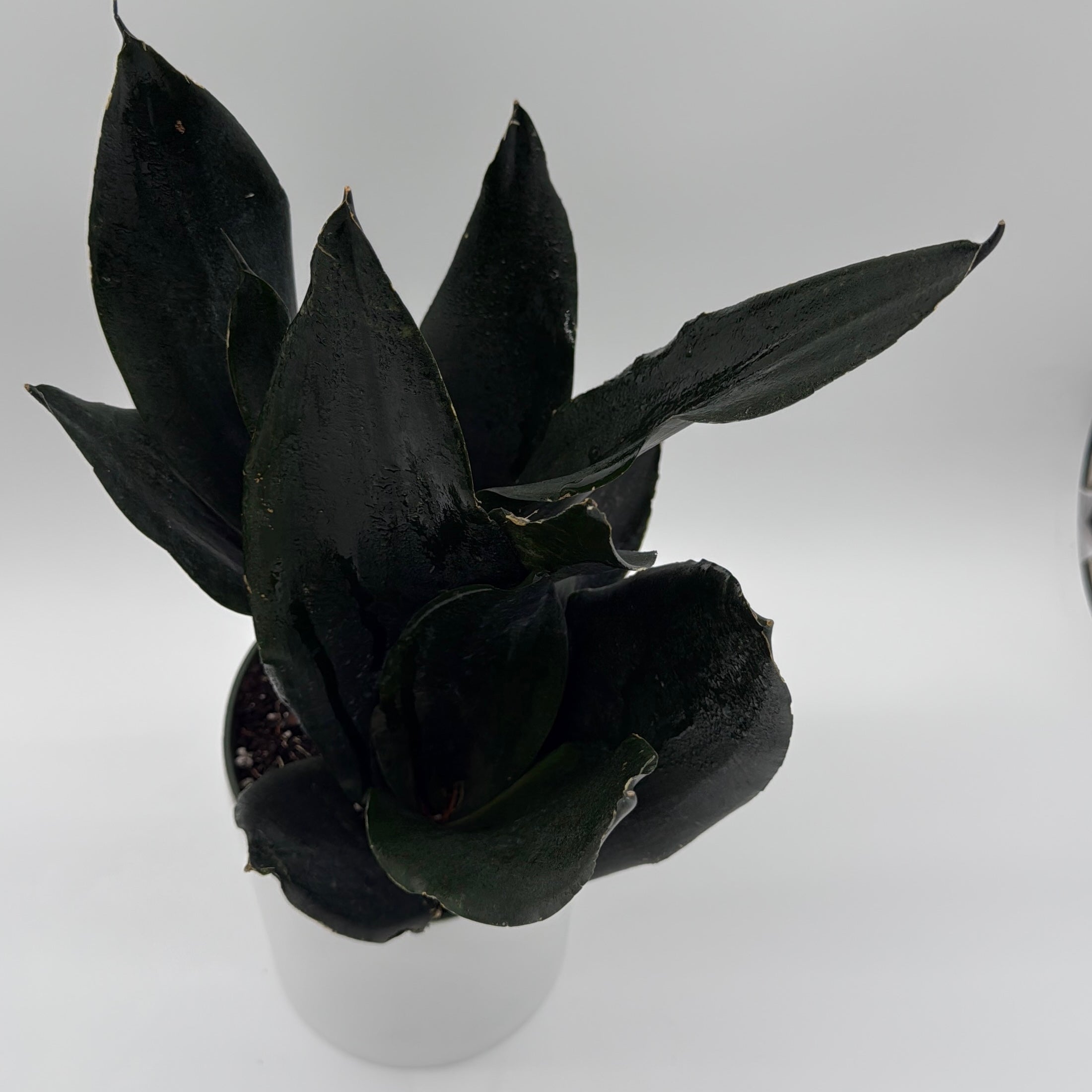 Sansevieria 'Black Dragon'