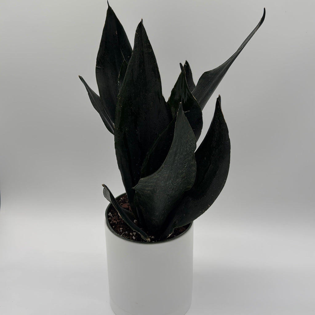 Sansevieria 'Black Dragon'