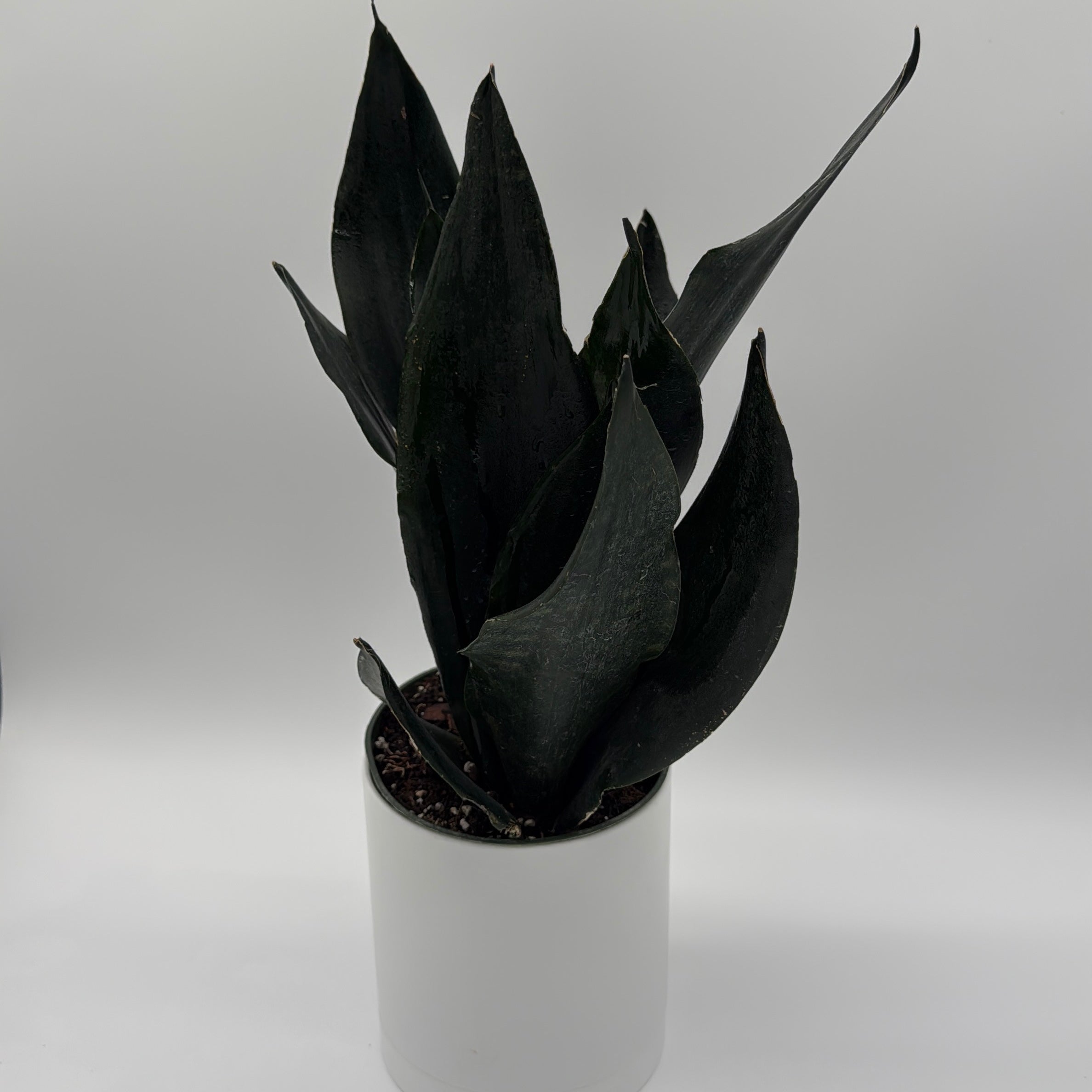 Sansevieria 'Black Dragon'