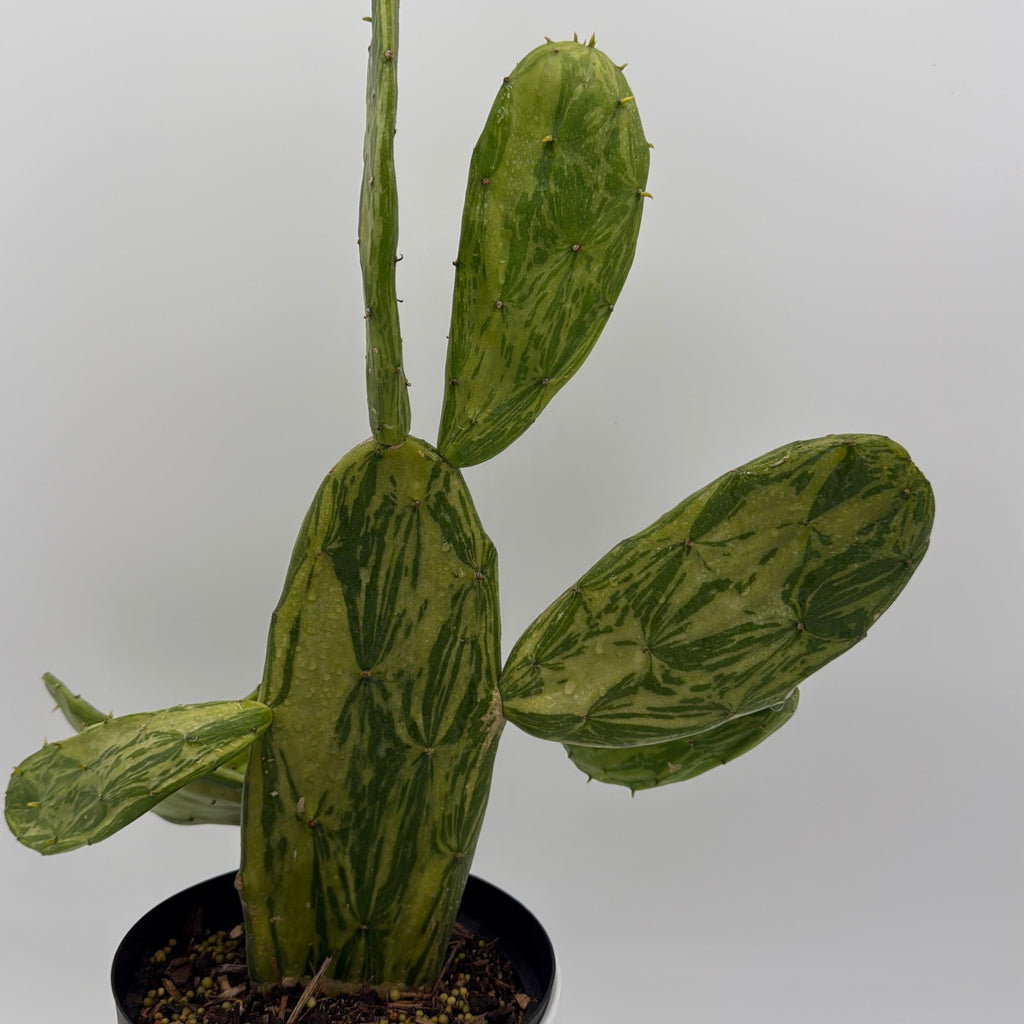Variegated Opuntia Prickly Pear Cactus