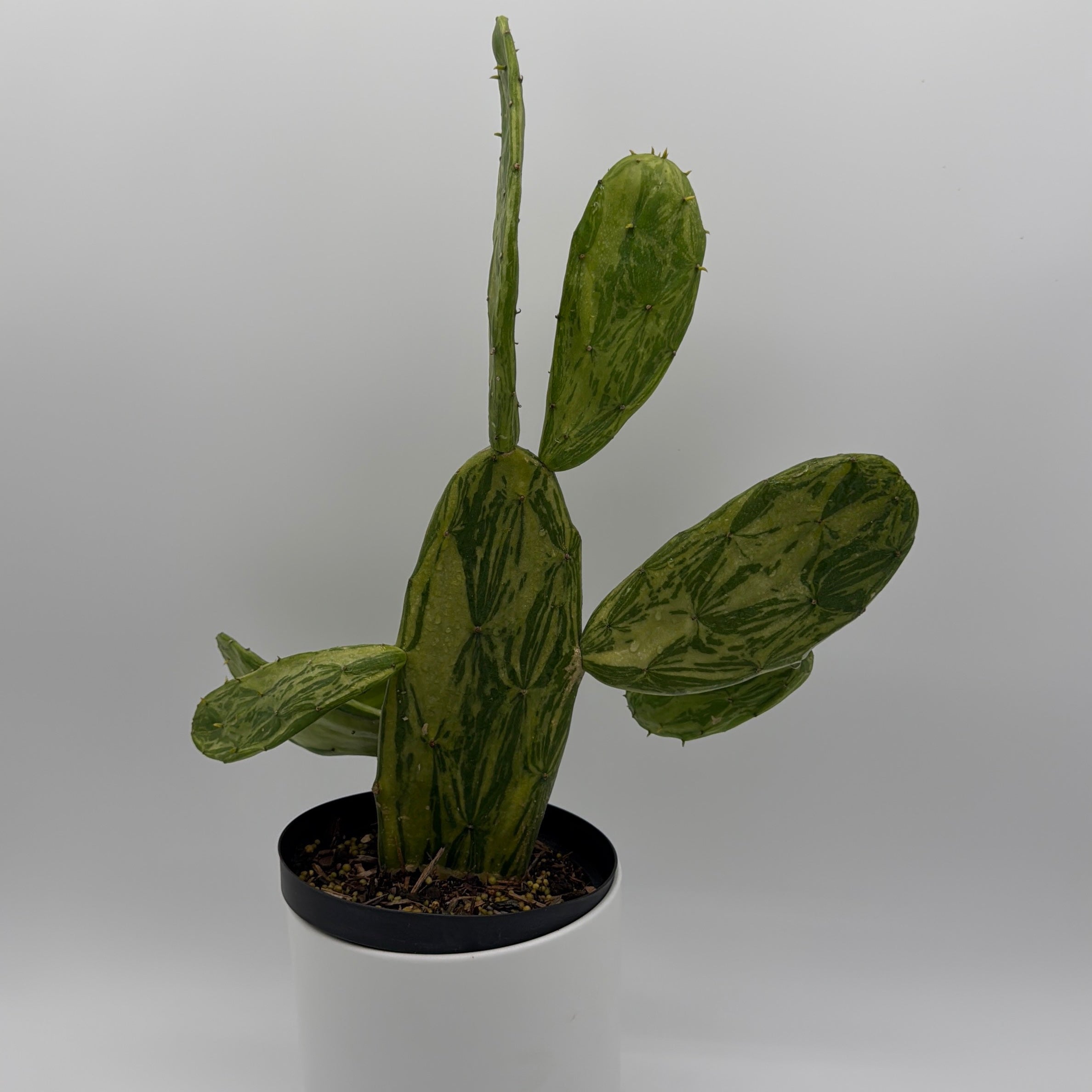 Variegated Opuntia Prickly Pear Cactus