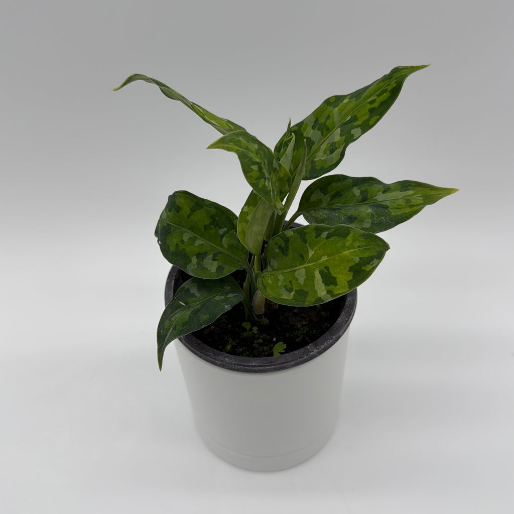 Tricolor Aglaonema Pictum