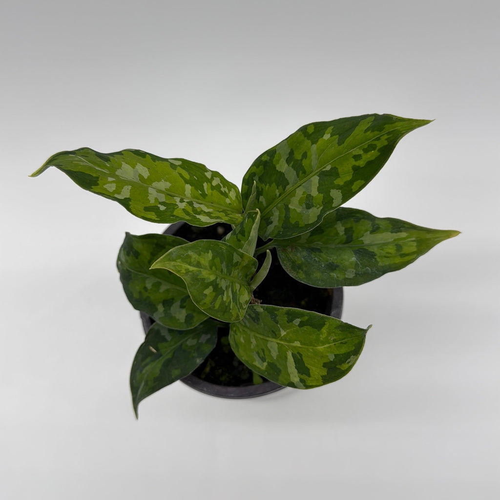 Tricolor Aglaonema Pictum