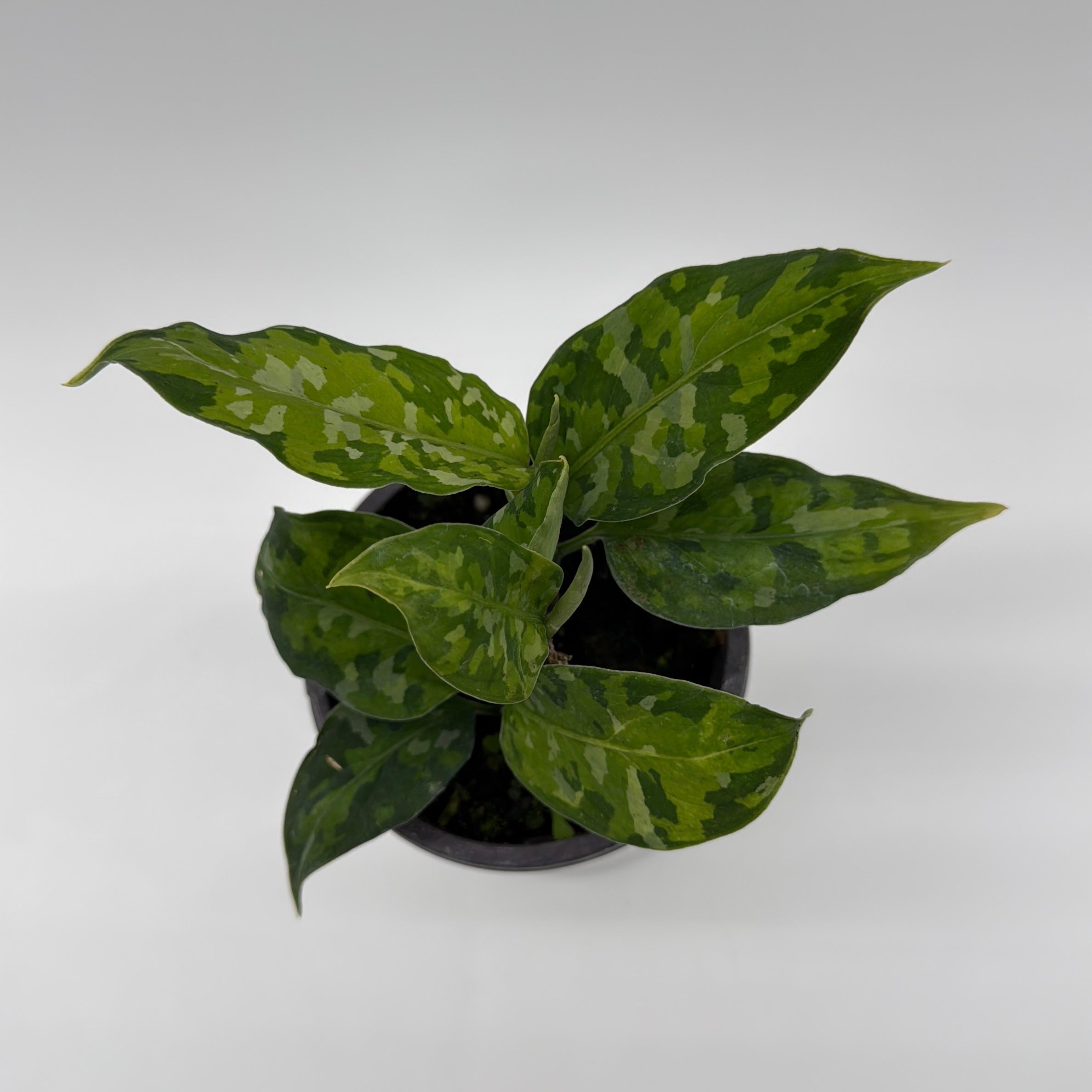 Tricolor Aglaonema Pictum