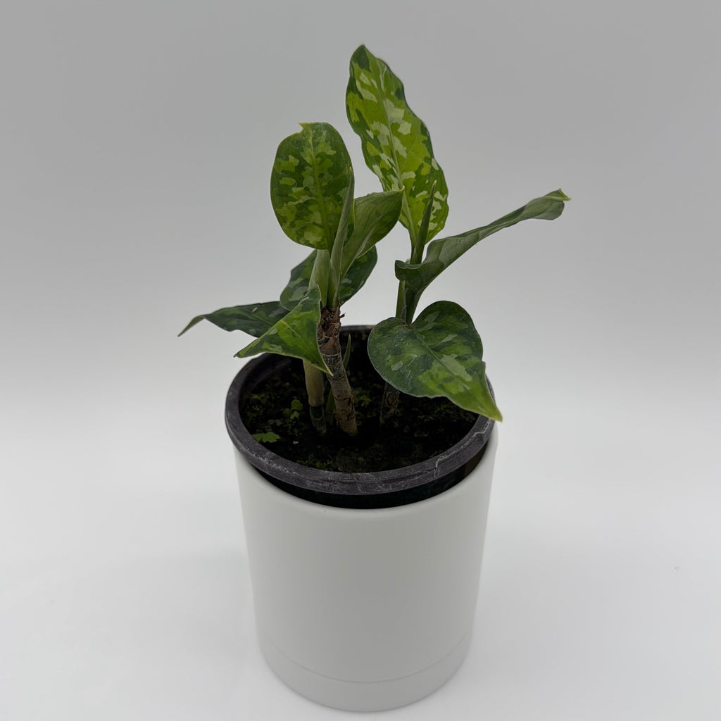 Tricolor Aglaonema Pictum
