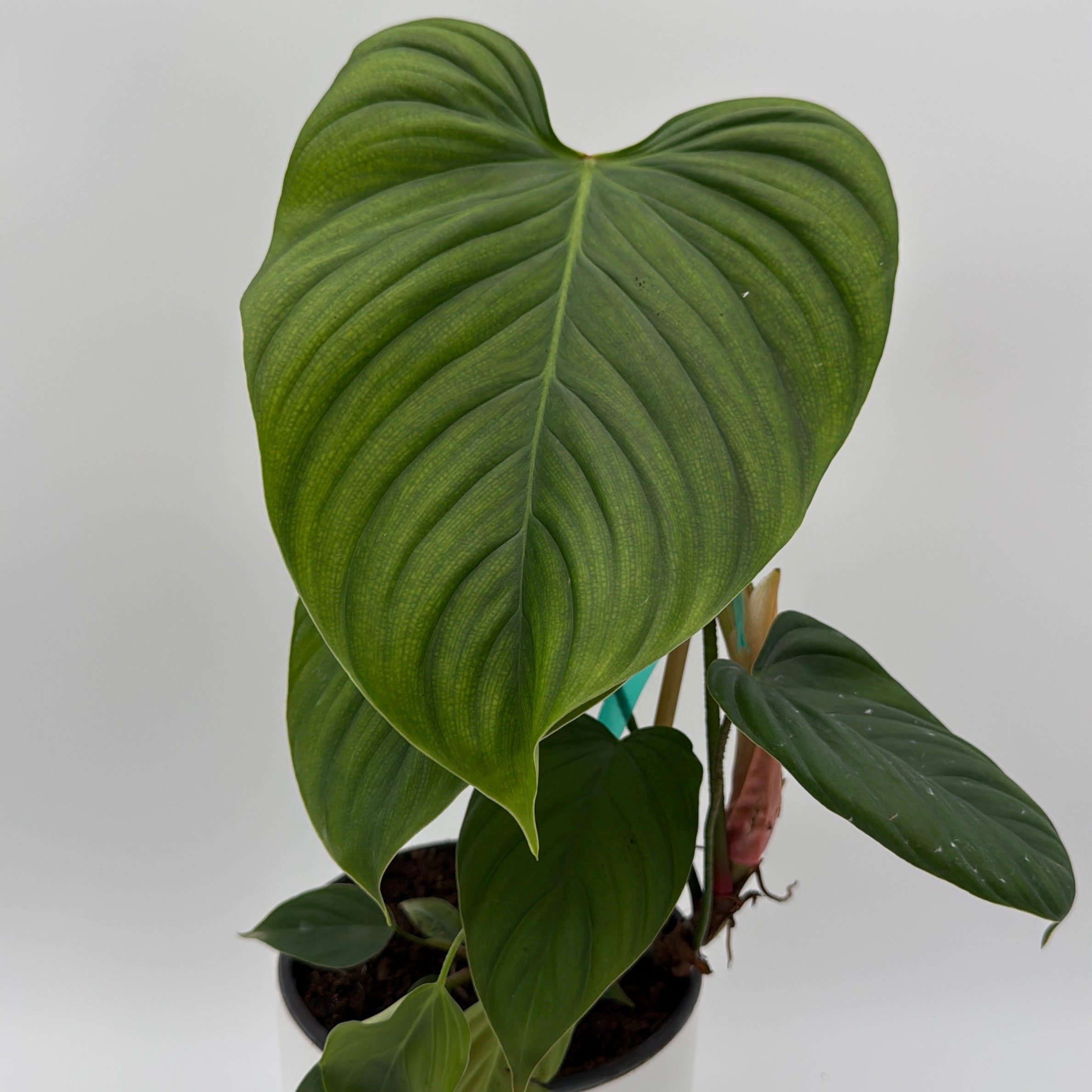Philodendron Fuzzy Petiole