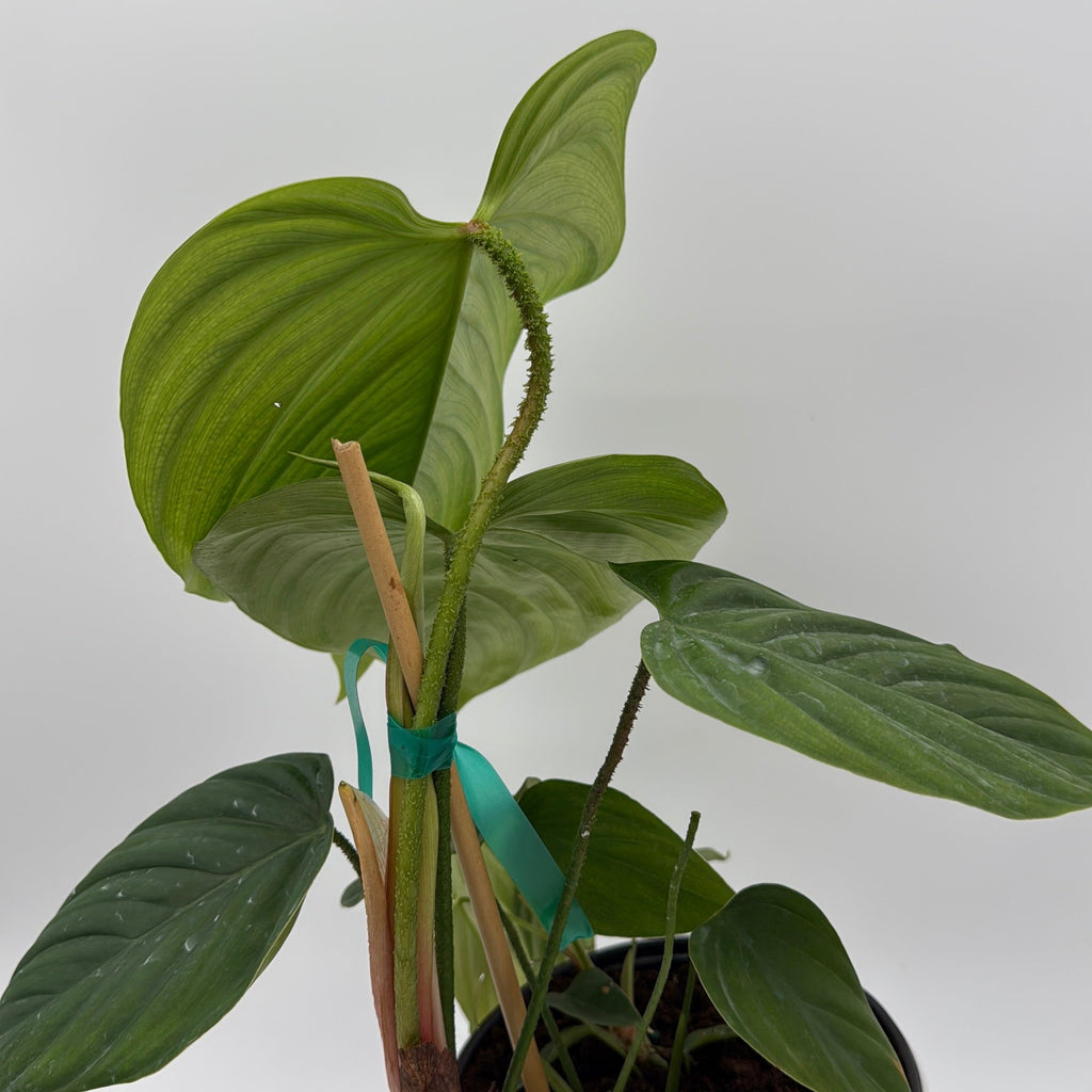 Philodendron Fuzzy Petiole