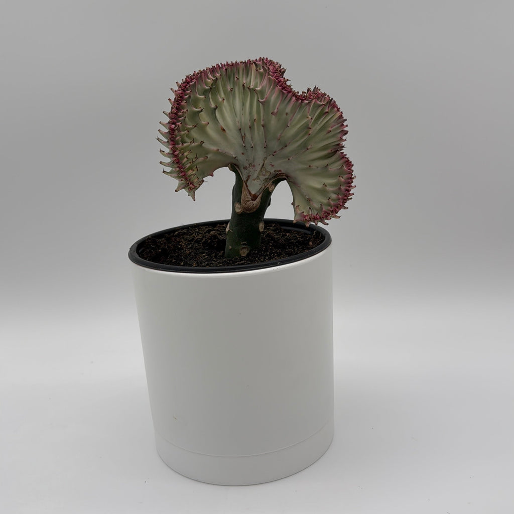 Mermaid Tail Cactus