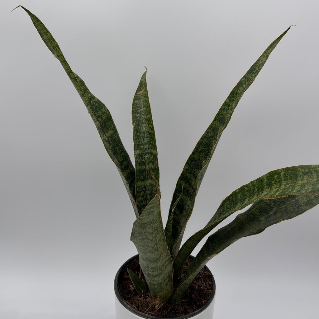 Sansevieria 'Jaboa'