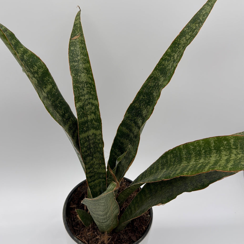 Sansevieria 'Jaboa'