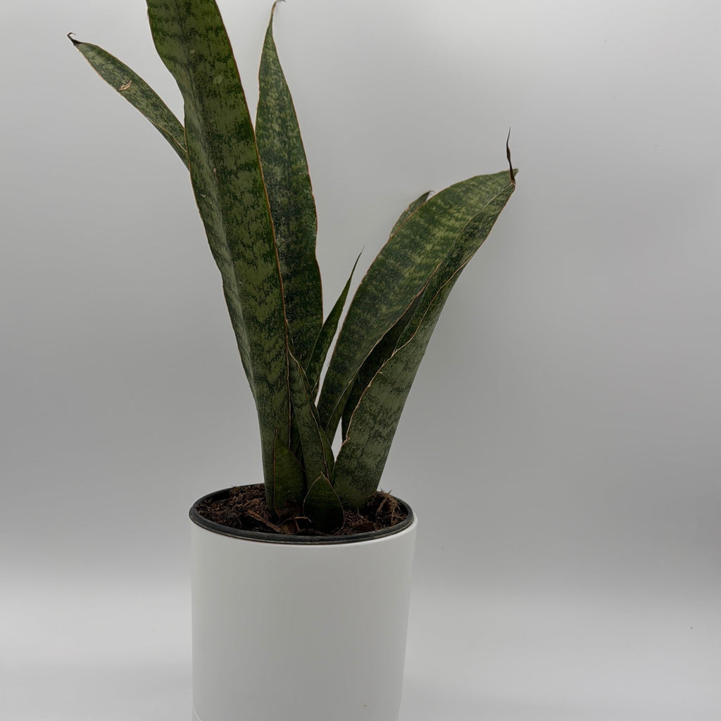 Sansevieria 'Jaboa'