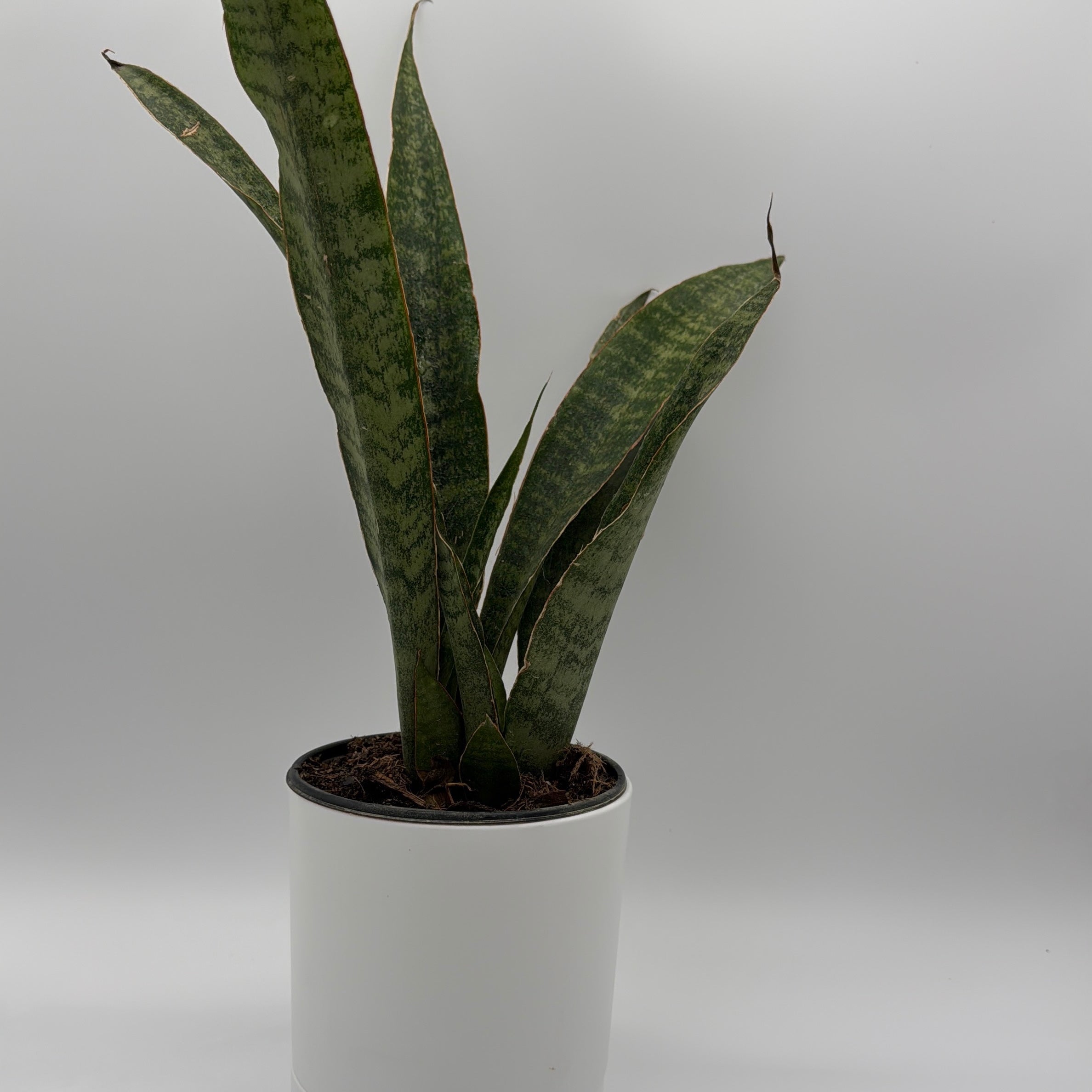Sansevieria 'Jaboa'