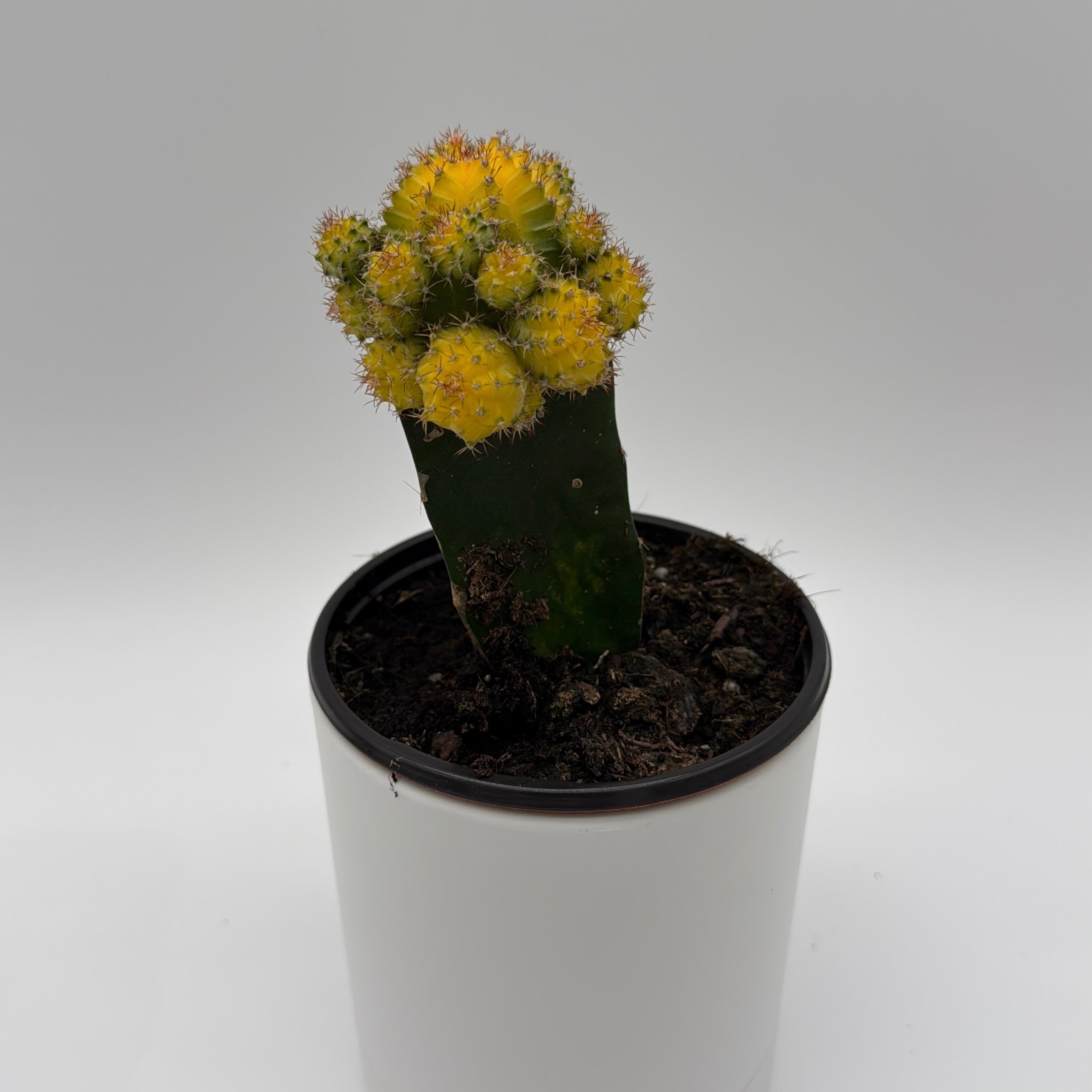 Grafted Cactus Gymnocalycium Mihanovichii (Moon Cactus)