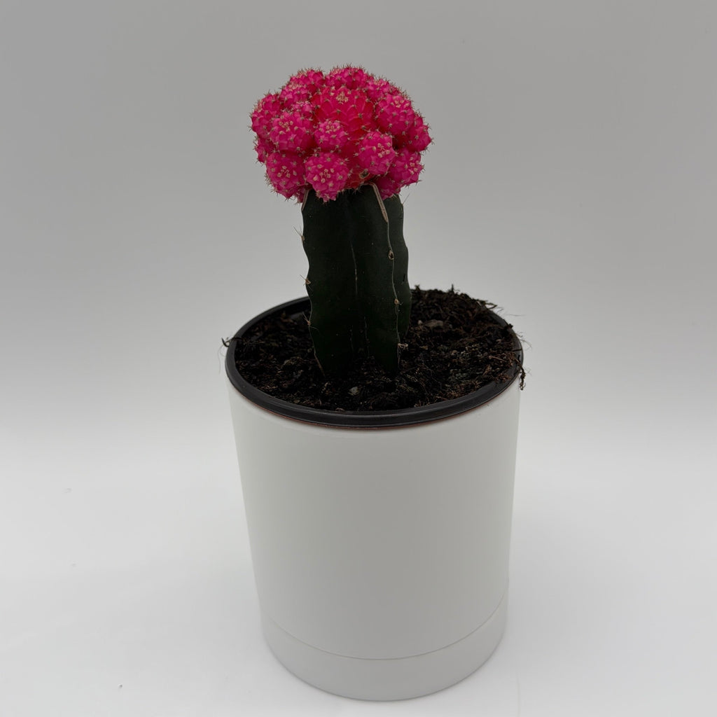 Grafted Cactus Gymnocalycium Mihanovichii (Moon Cactus)