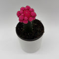 Grafted Cactus Gymnocalycium Mihanovichii (Moon Cactus)