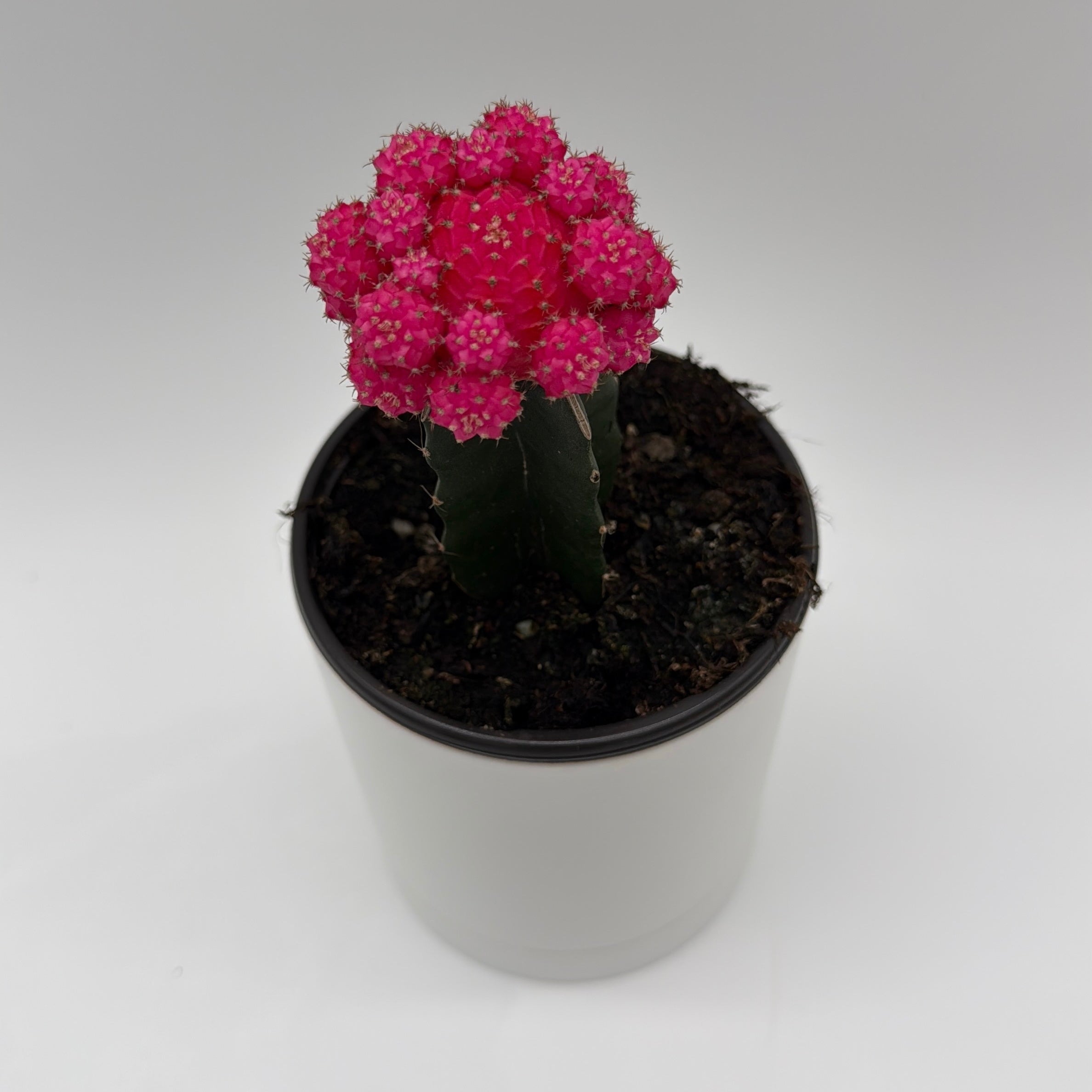 Grafted Cactus Gymnocalycium Mihanovichii (Moon Cactus)