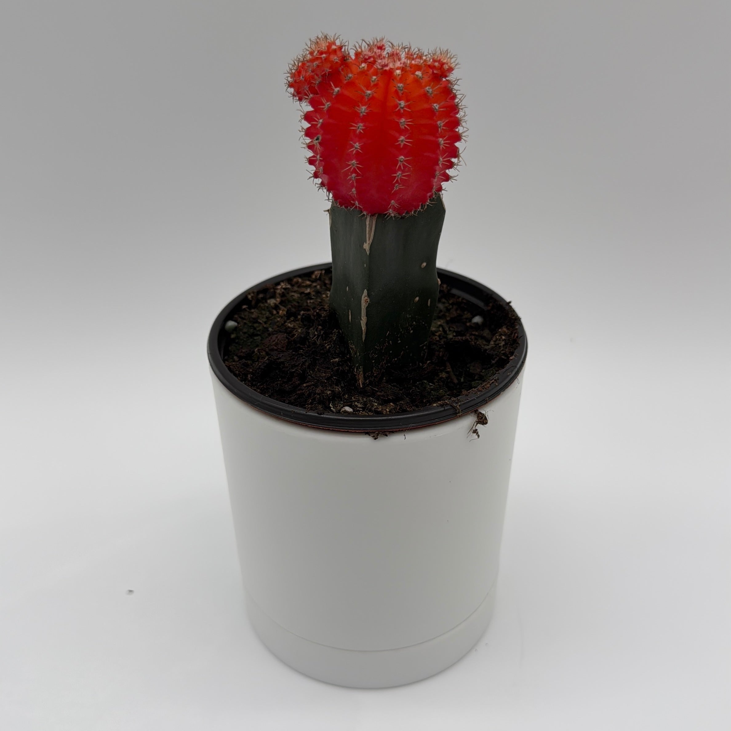 Grafted Cactus Gymnocalycium Mihanovichii (Moon Cactus)