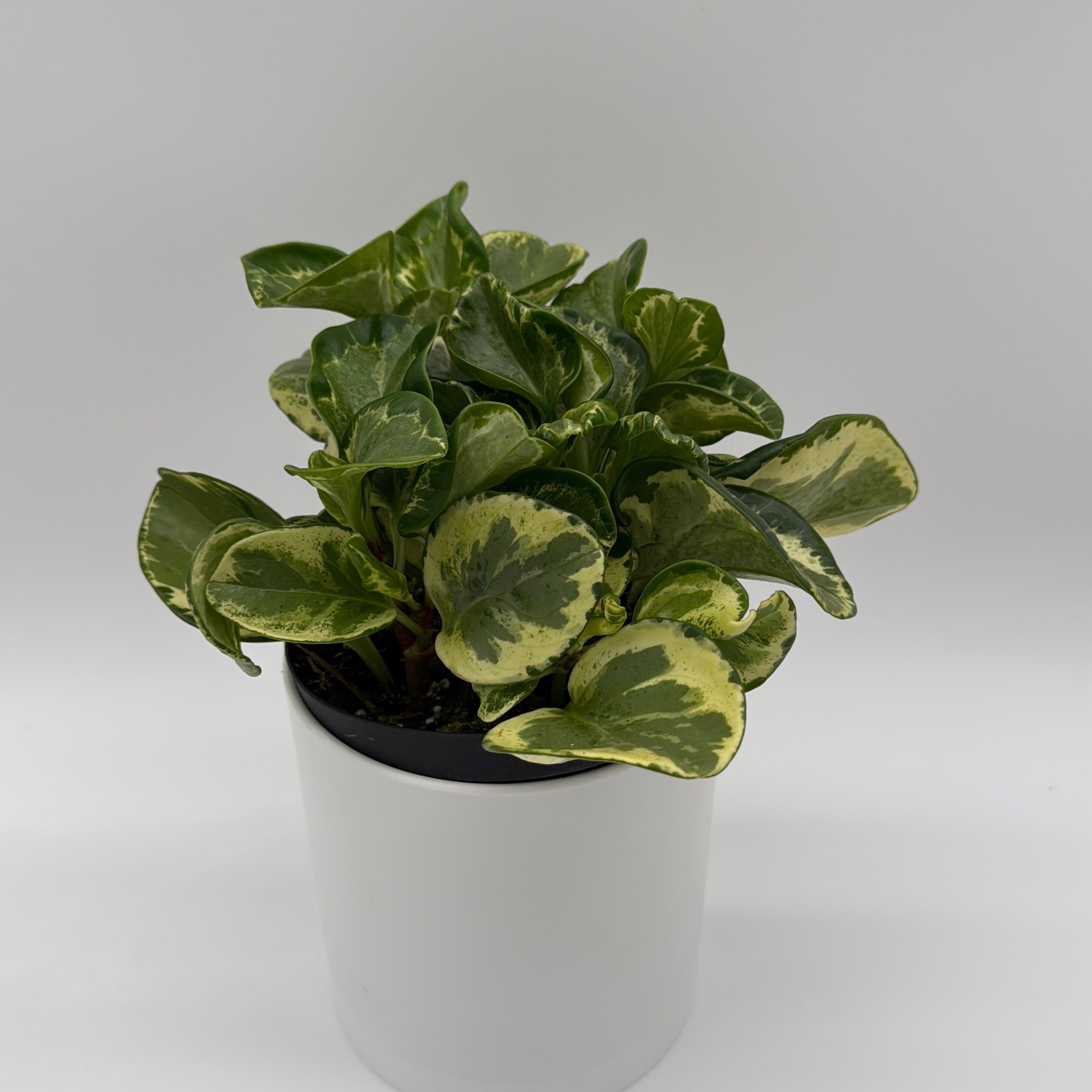 Peperomia Obtusifolia 'Golden Gate'