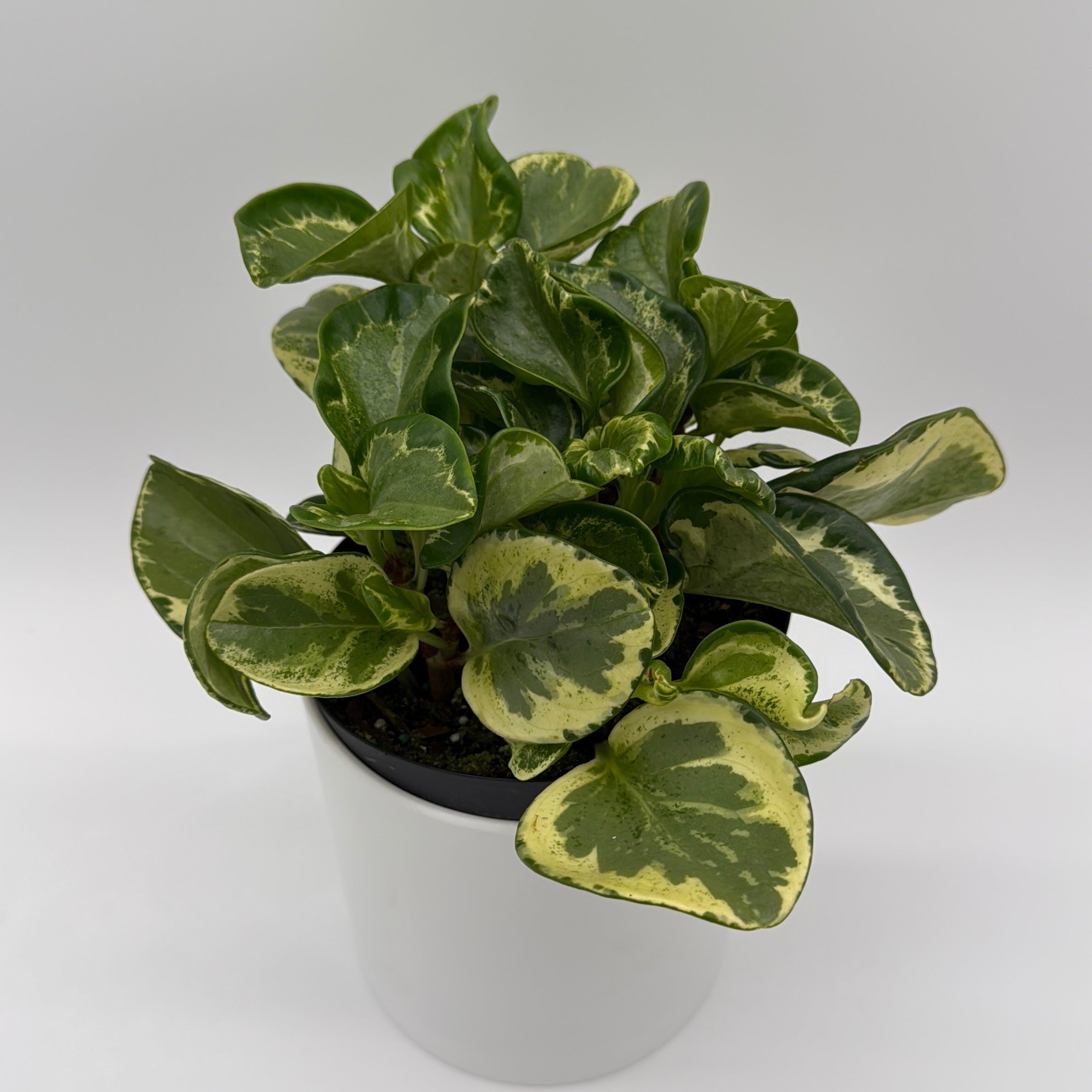 Peperomia Obtusifolia 'Golden Gate'