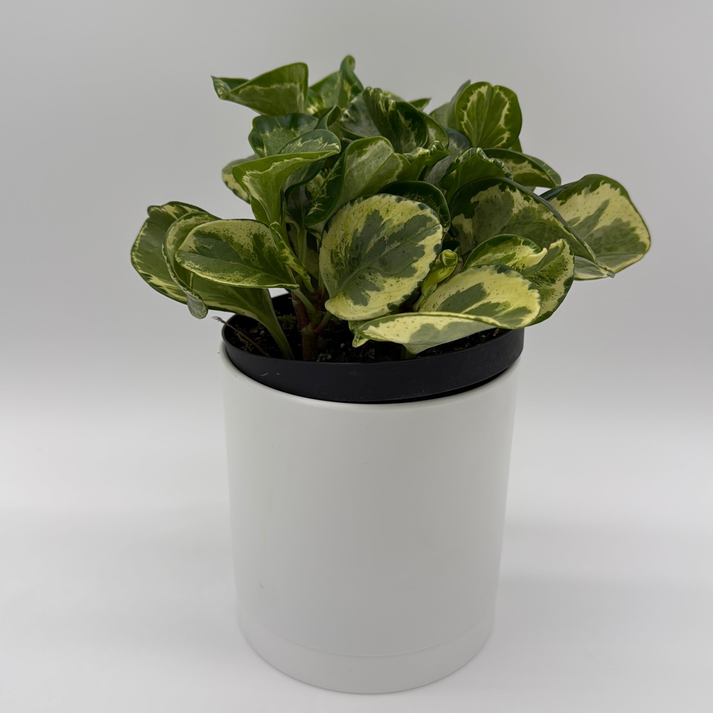 Peperomia Obtusifolia 'Golden Gate'