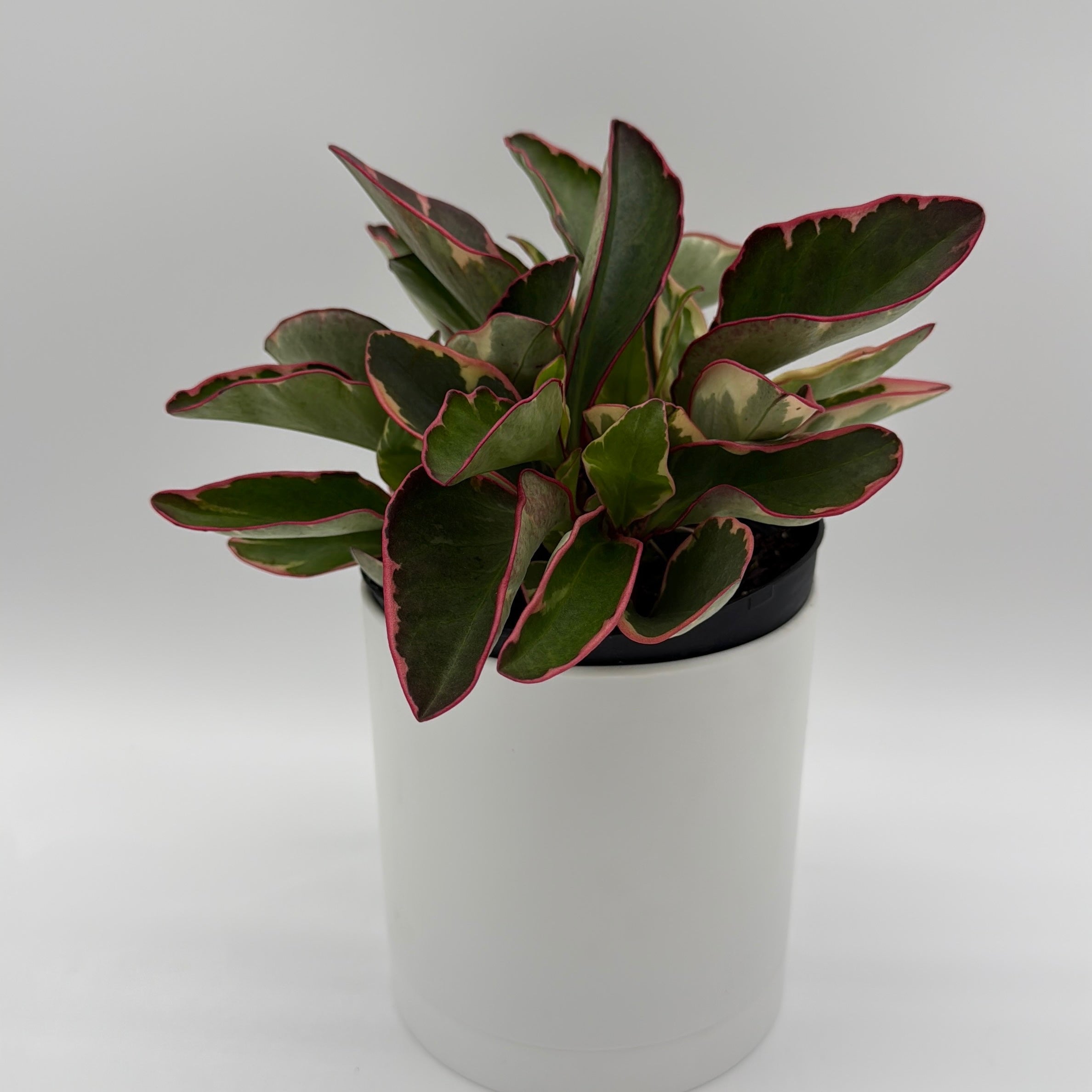 Variegated Peperomia Clusiifolia 'Ginny'