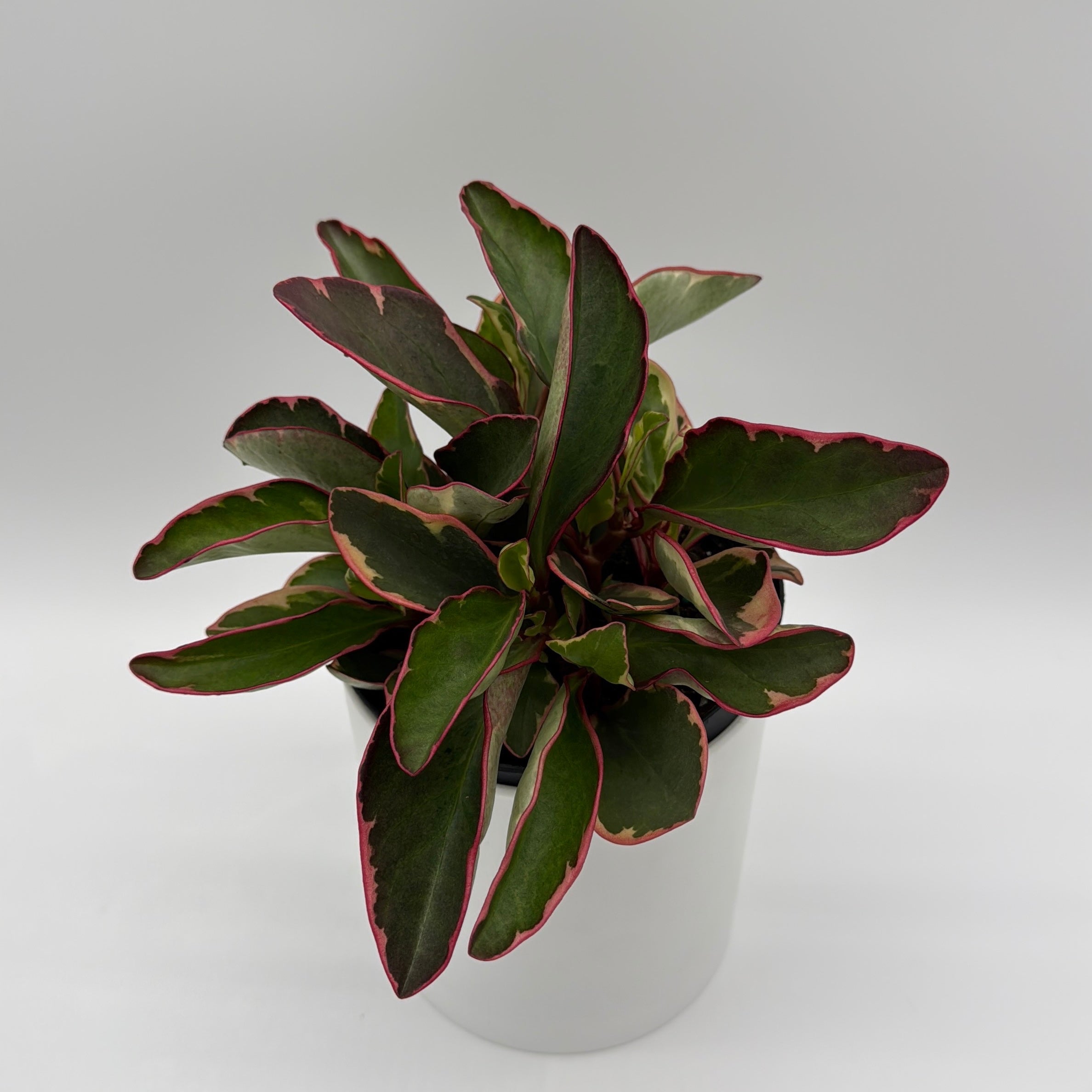 Variegated Peperomia Clusiifolia 'Ginny'