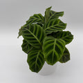 Calathea Zebrina (Zebra Plant)