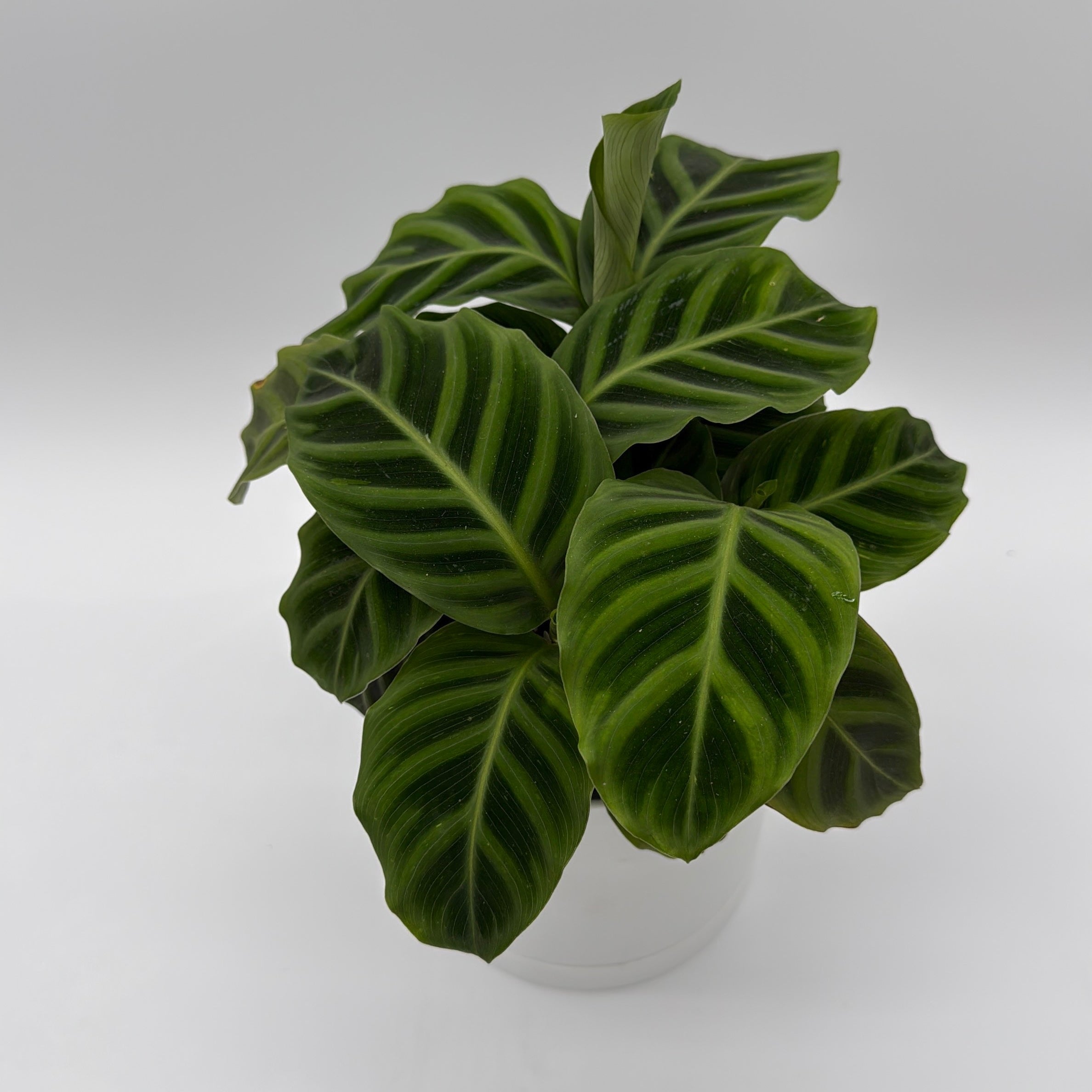 Calathea Zebrina (Zebra Plant)