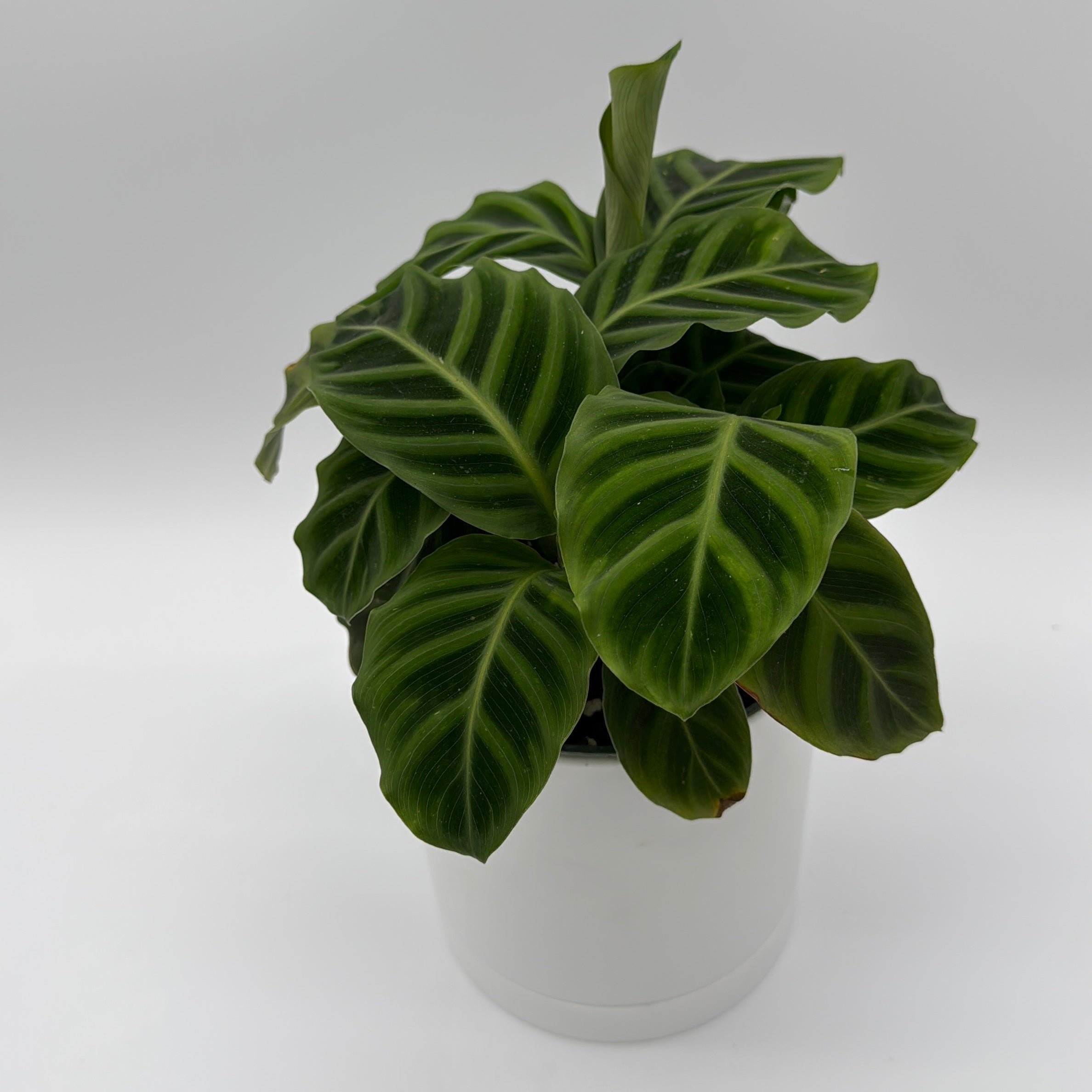 Calathea Zebrina (Zebra Plant)