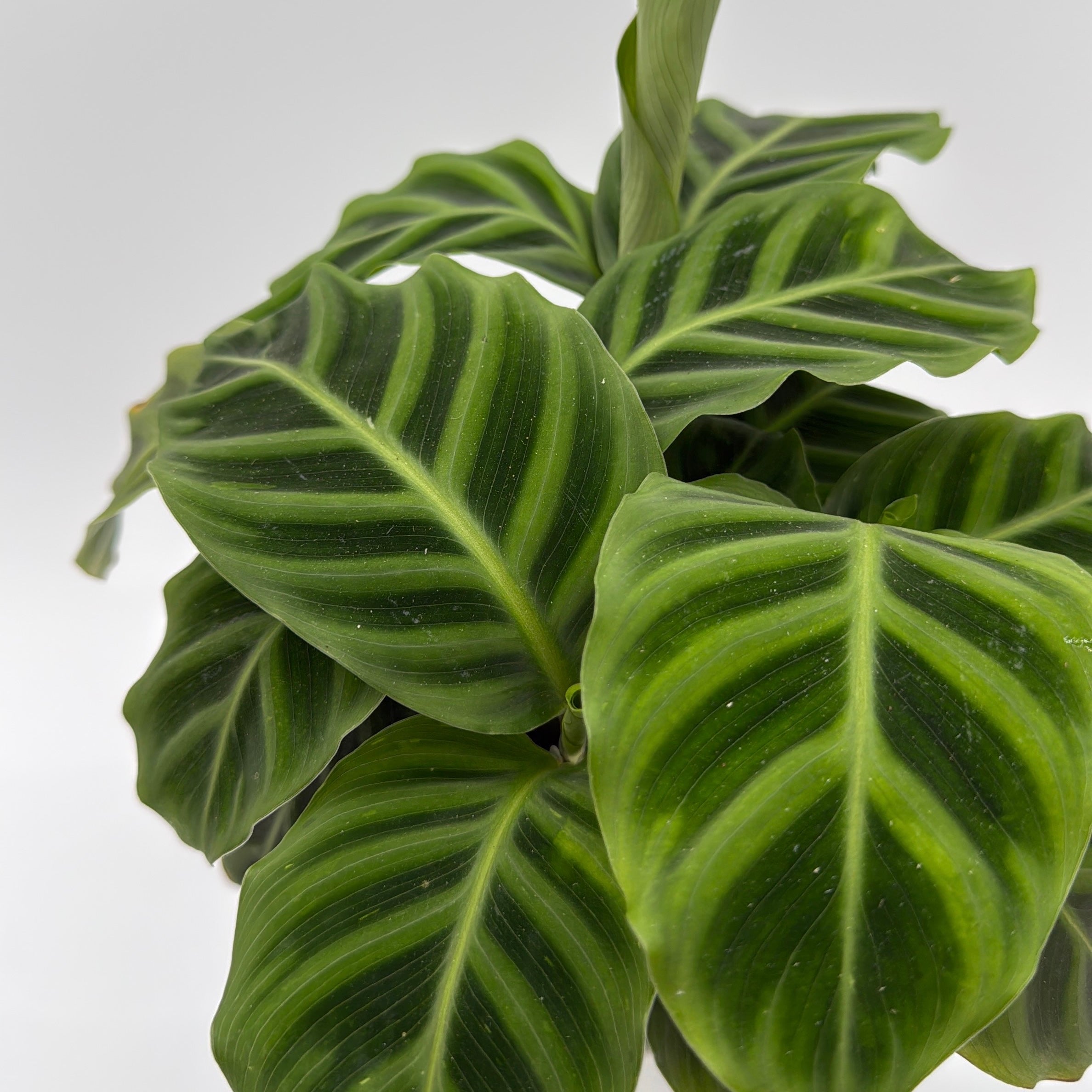 Calathea Zebrina (Zebra Plant)