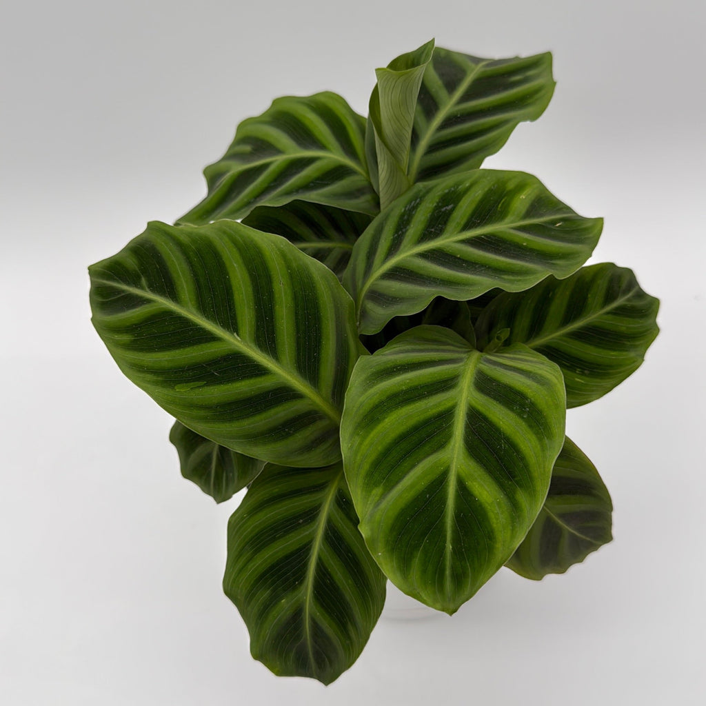 Calathea Zebrina (Zebra Plant)