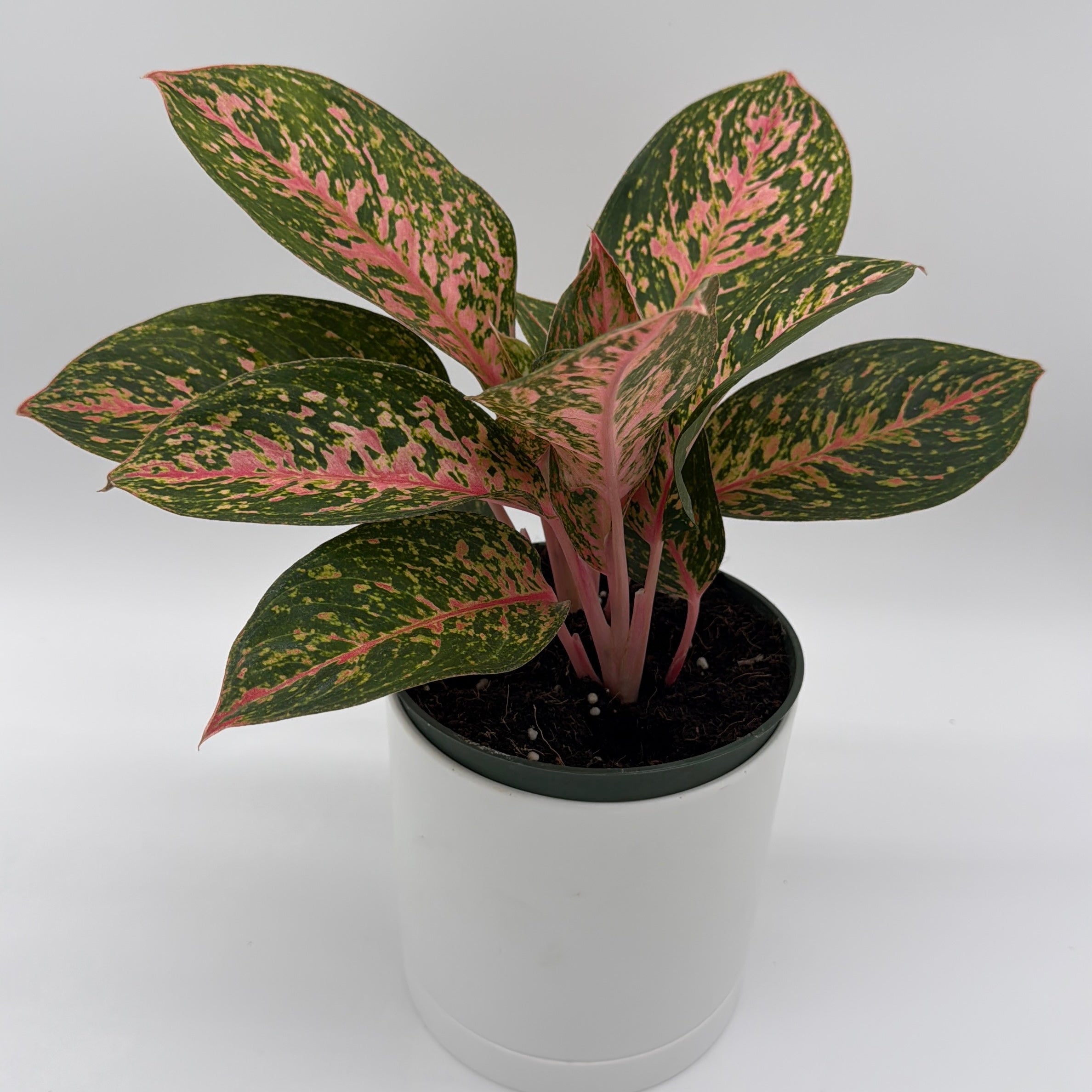 Aglaonema 'Chanel'
