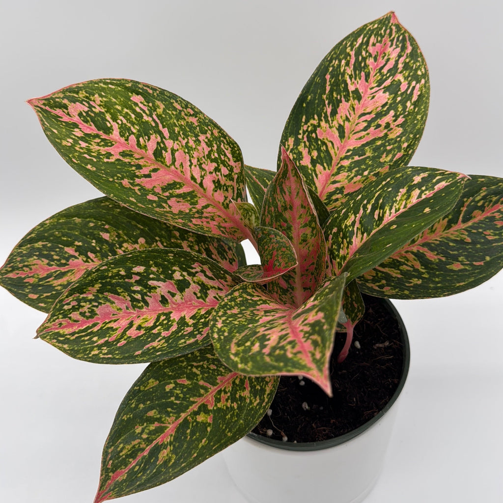Aglaonema 'Chanel'