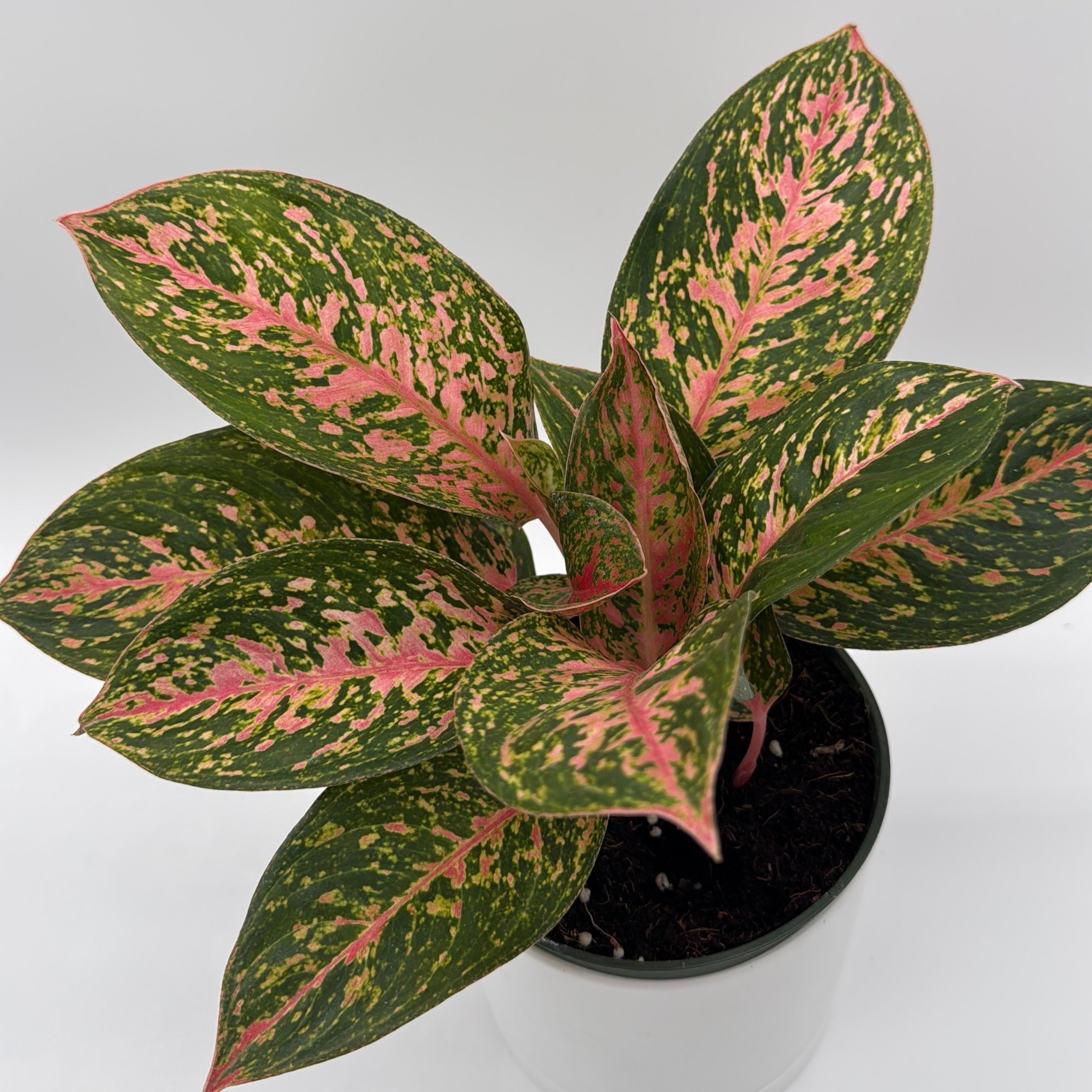 Aglaonema 'Chanel'