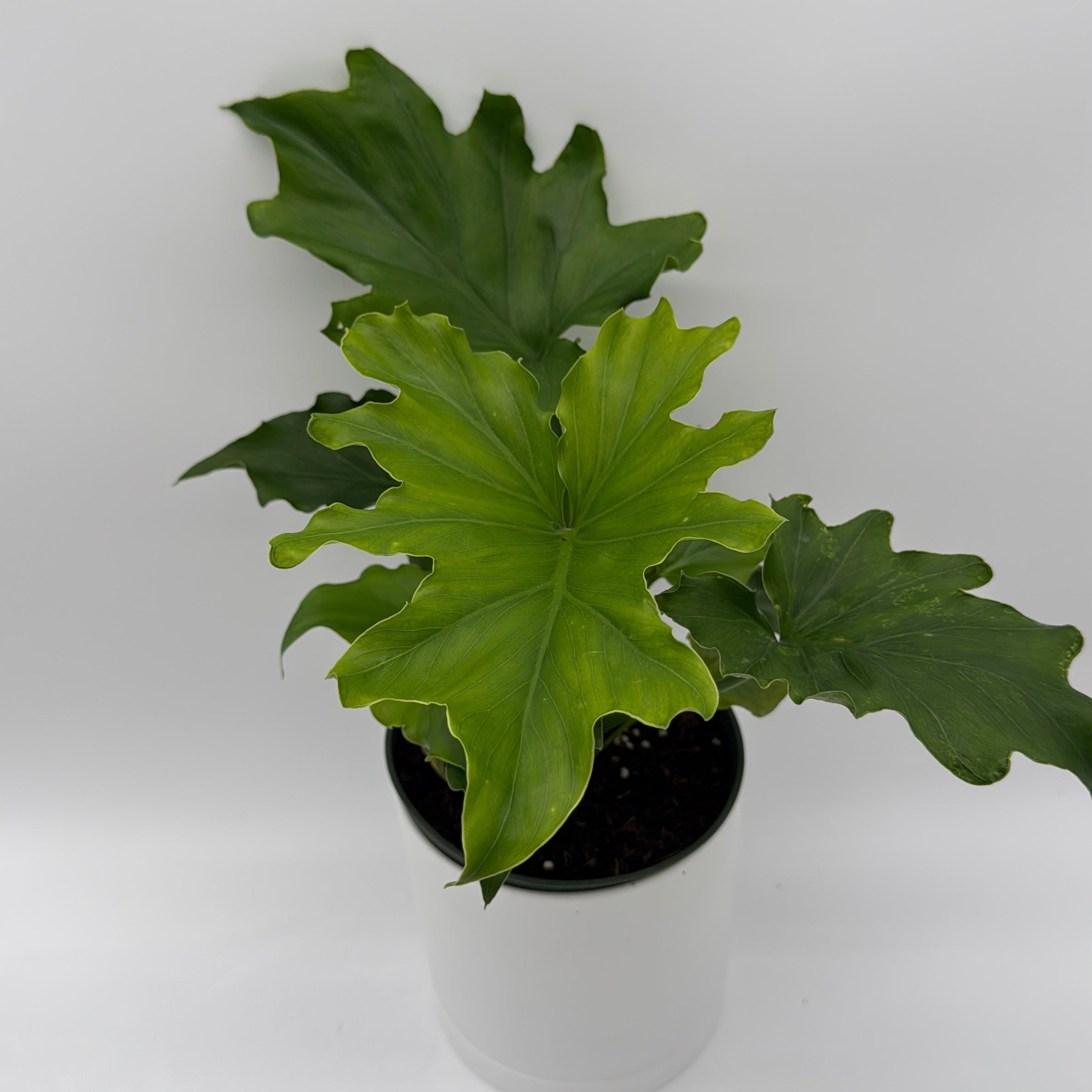 Philodendron 'Lickety Split'