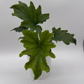 Philodendron 'Lickety Split'